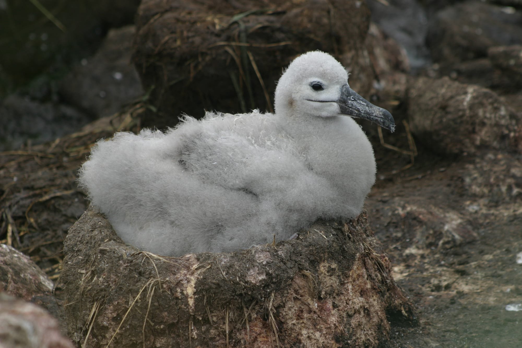Black-browed Albatross - chick