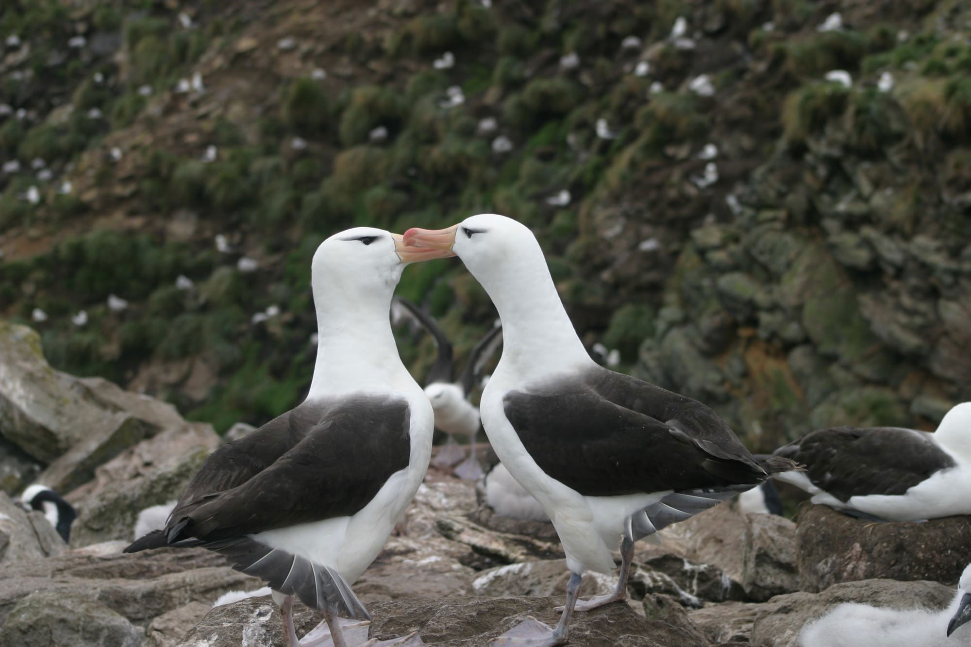 Black-browed Albatross