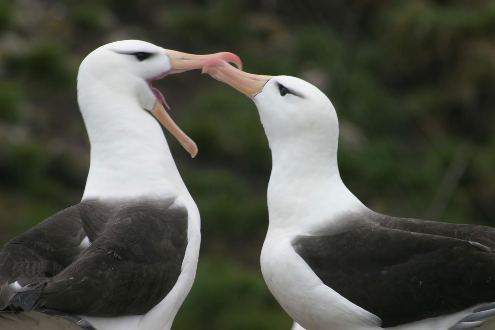 Black-browed Albatross