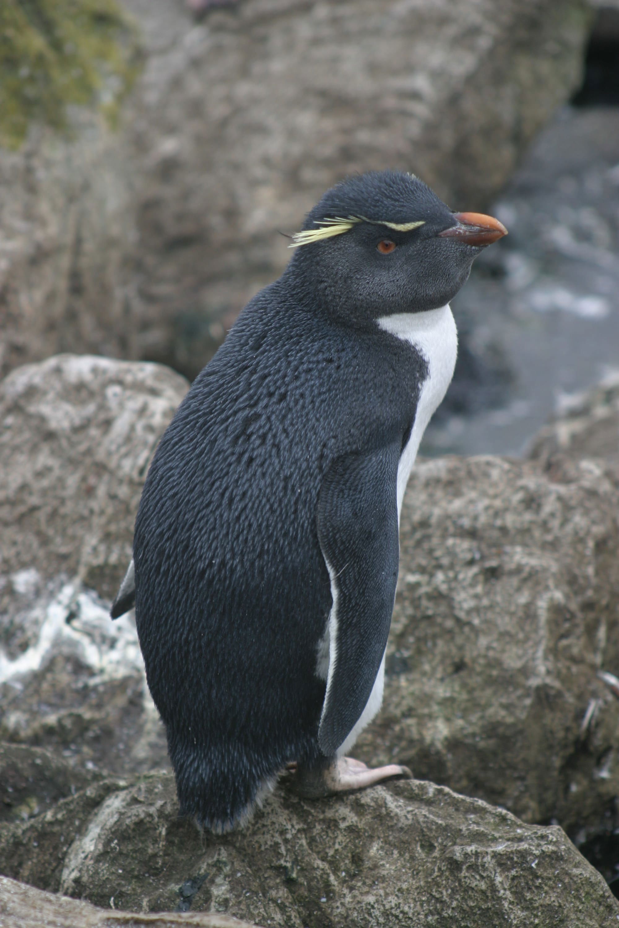 Rockhopper Penguin