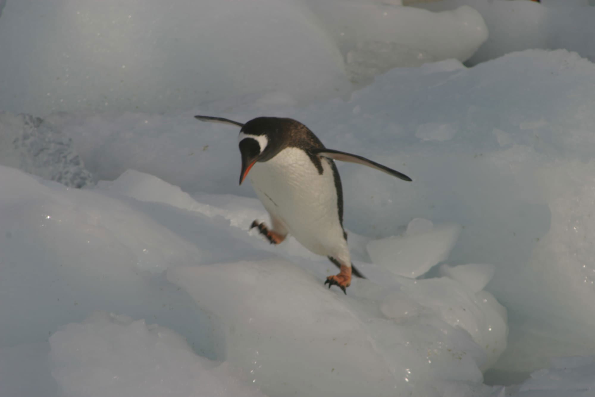 Gentoo Penguin