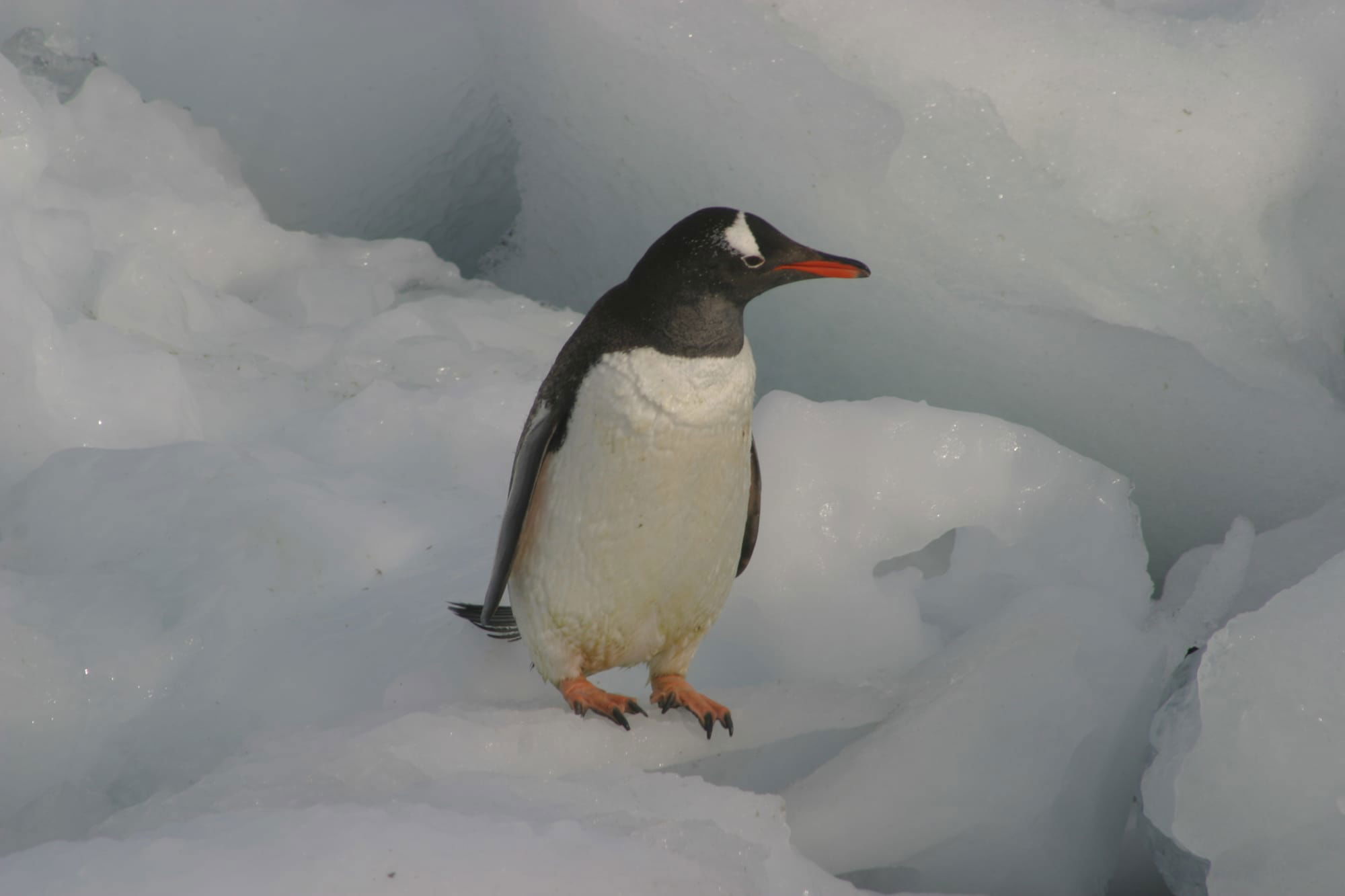 Gentoo Penguin