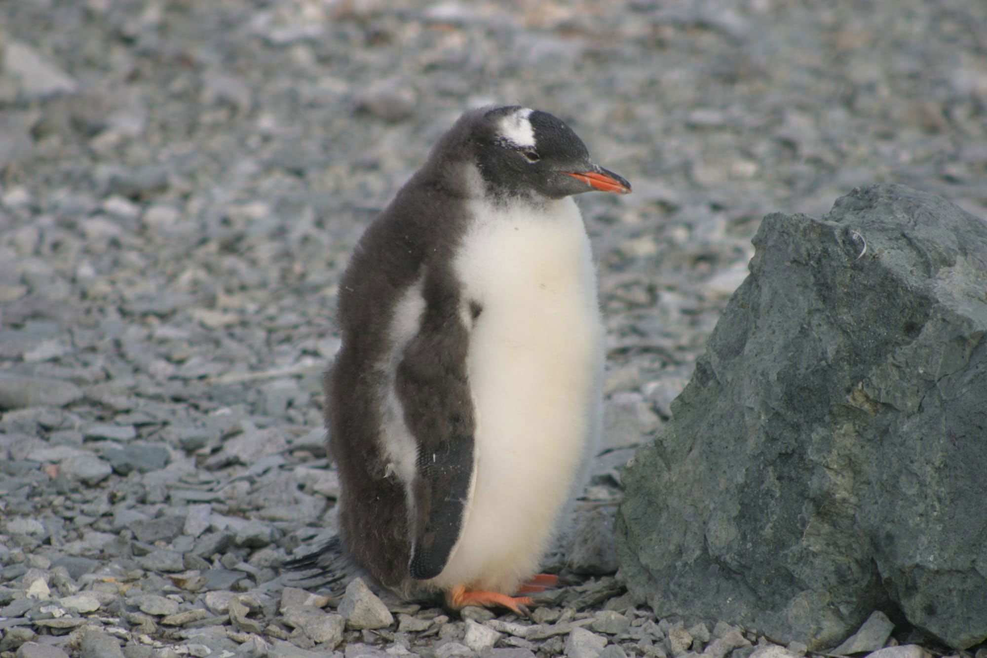 Gentoo Penguin chick