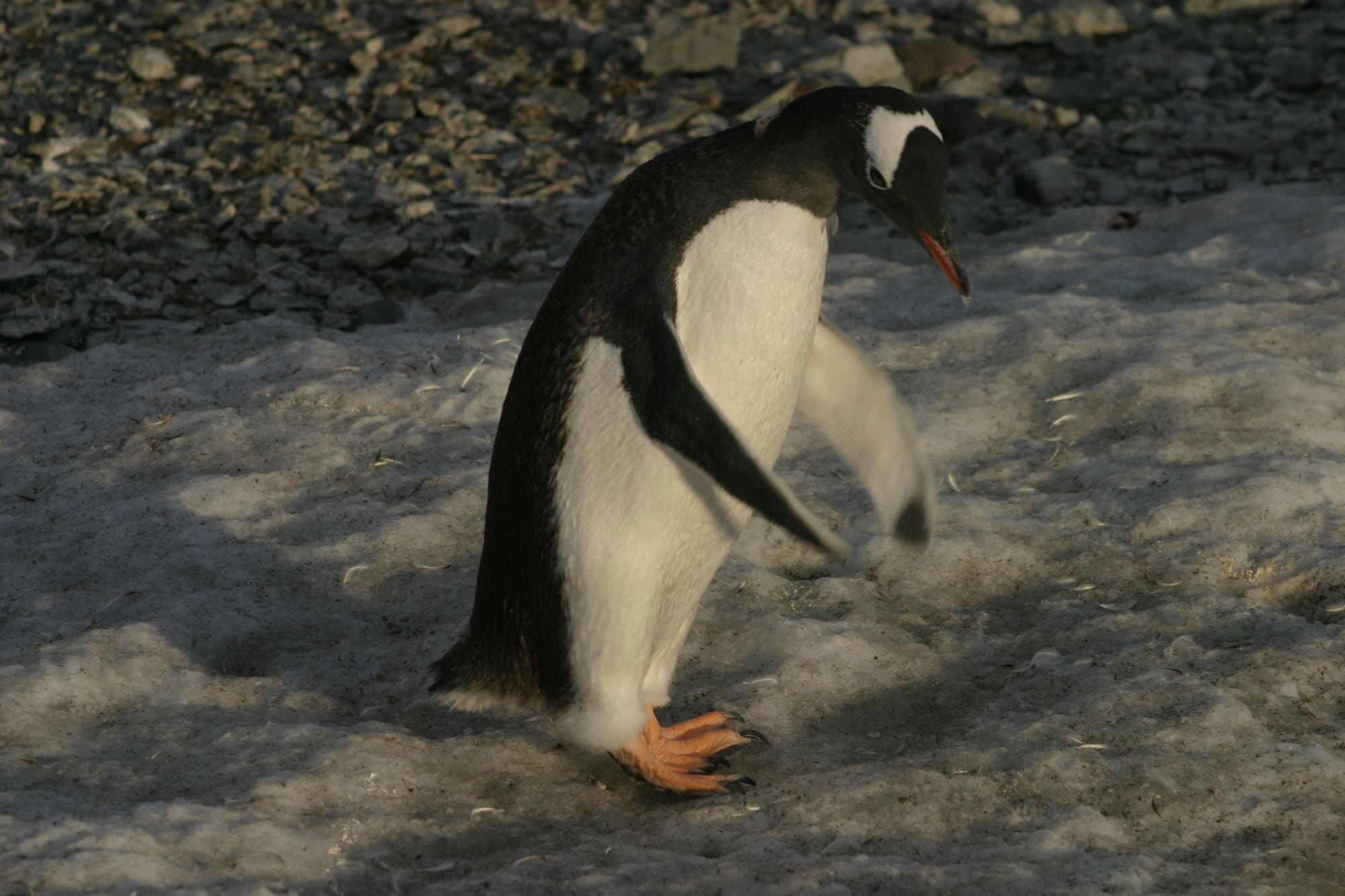 Gentoo Penguin