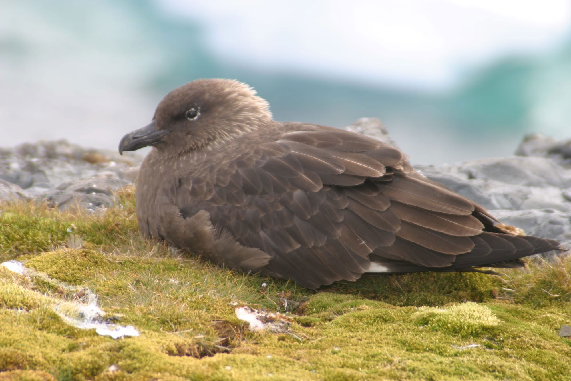 Antarctic Skua