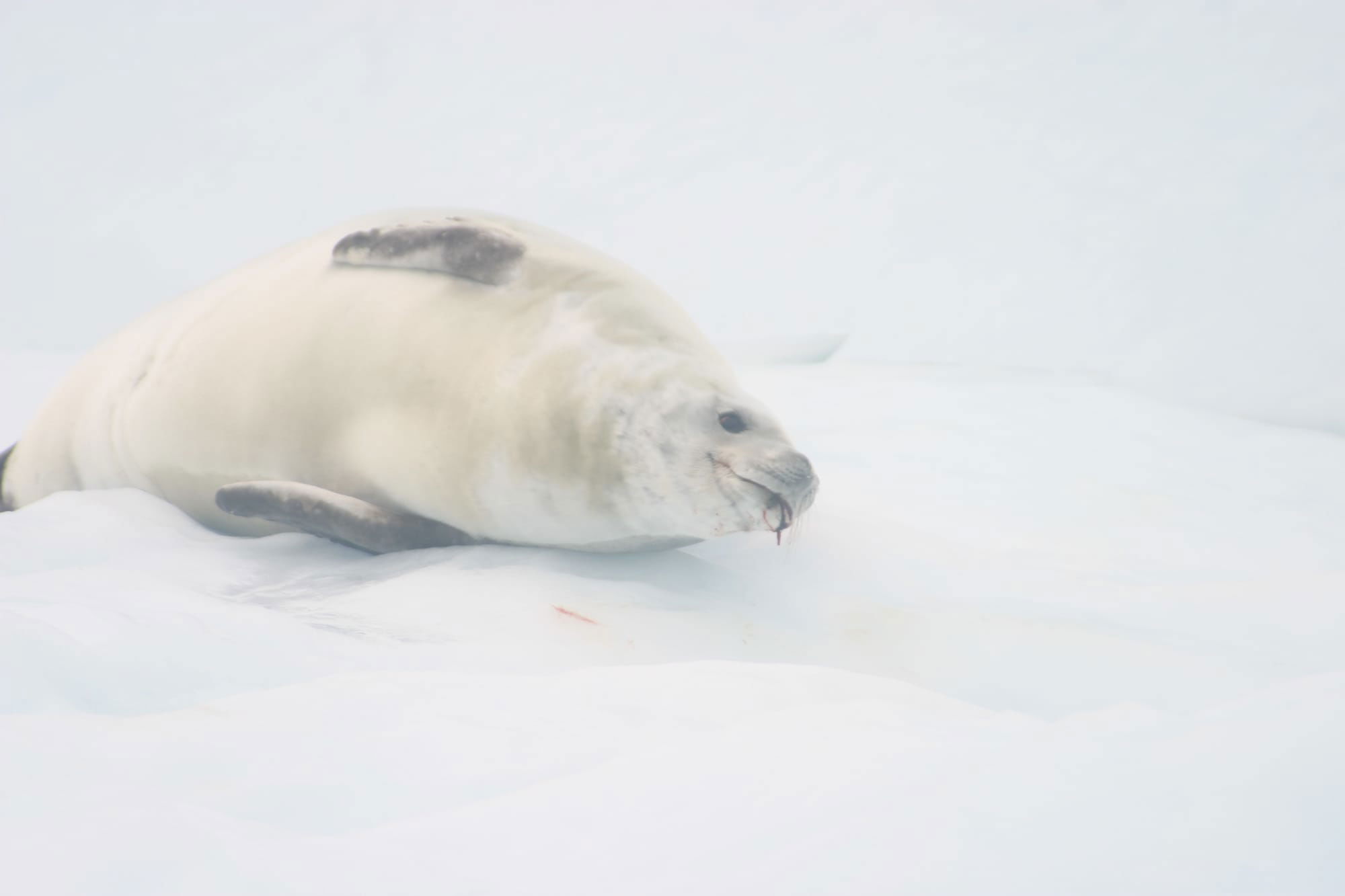 Crabeater Seal