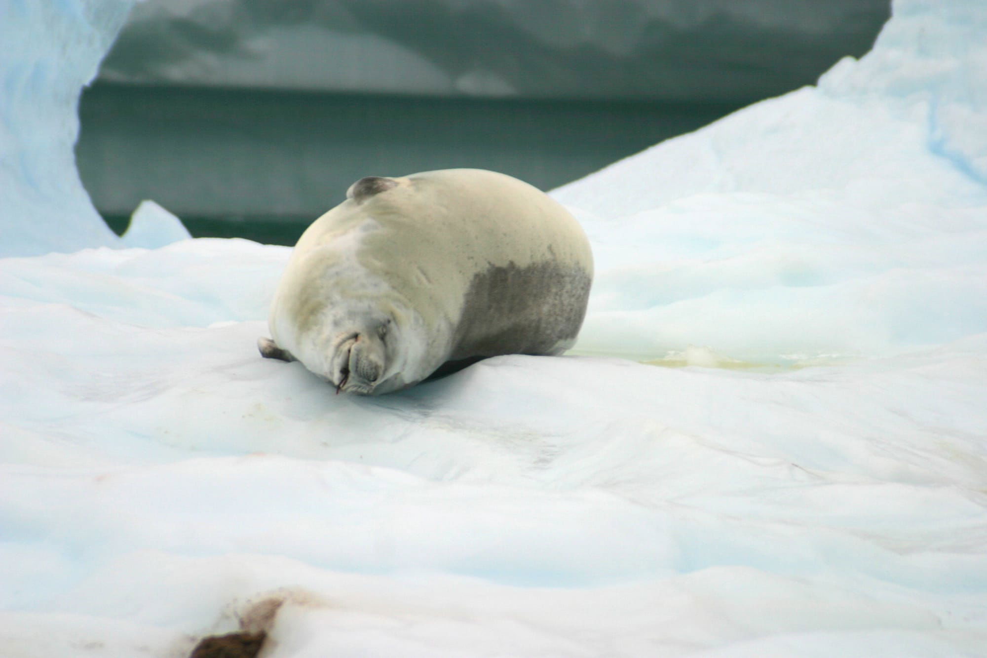 Crabeater Seal