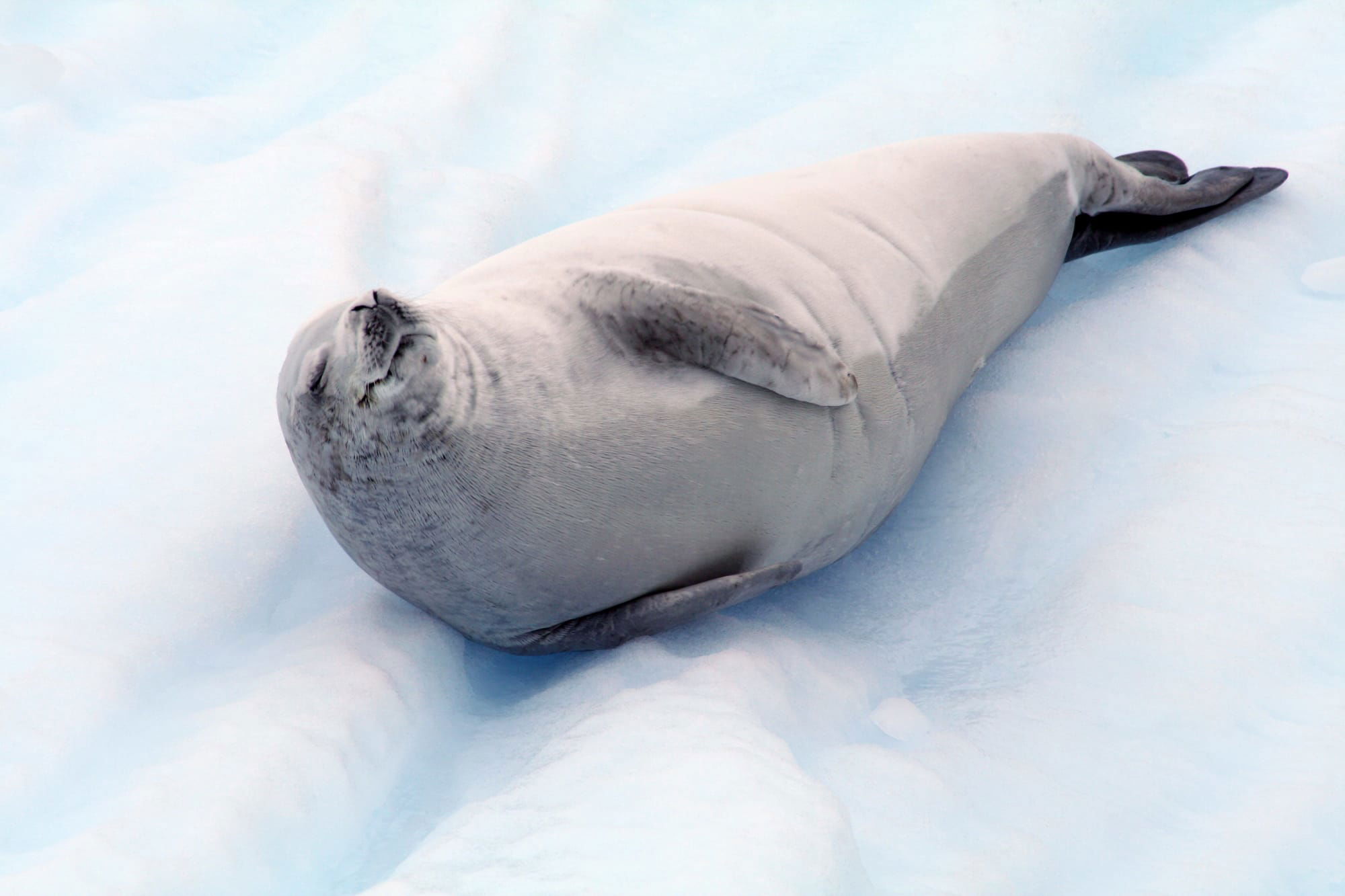 Crabeater Seal