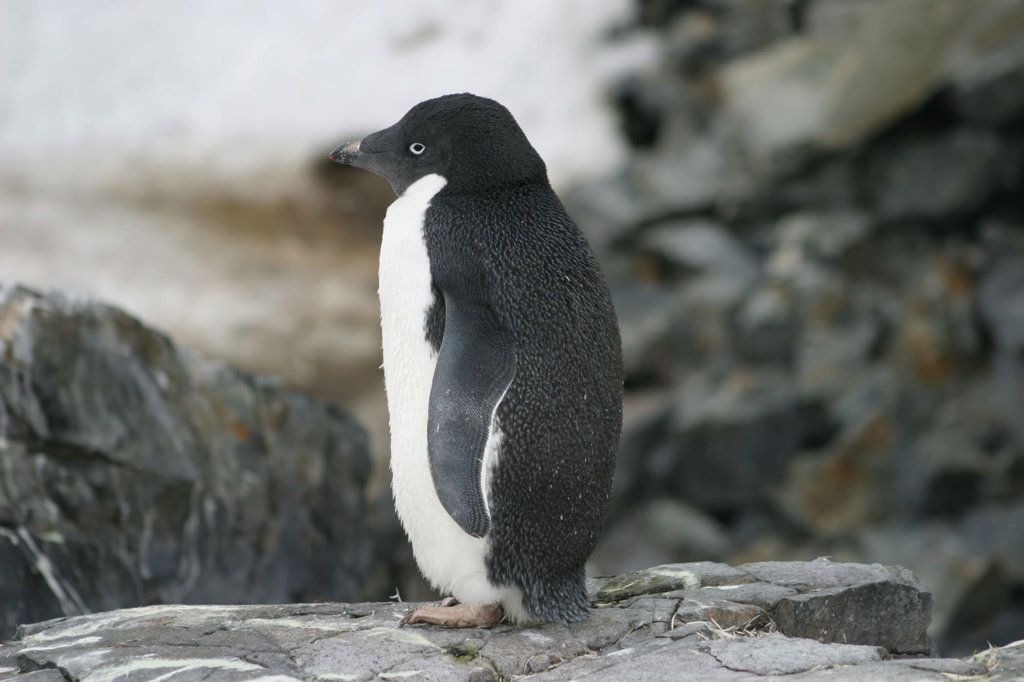 Adelie Penguin