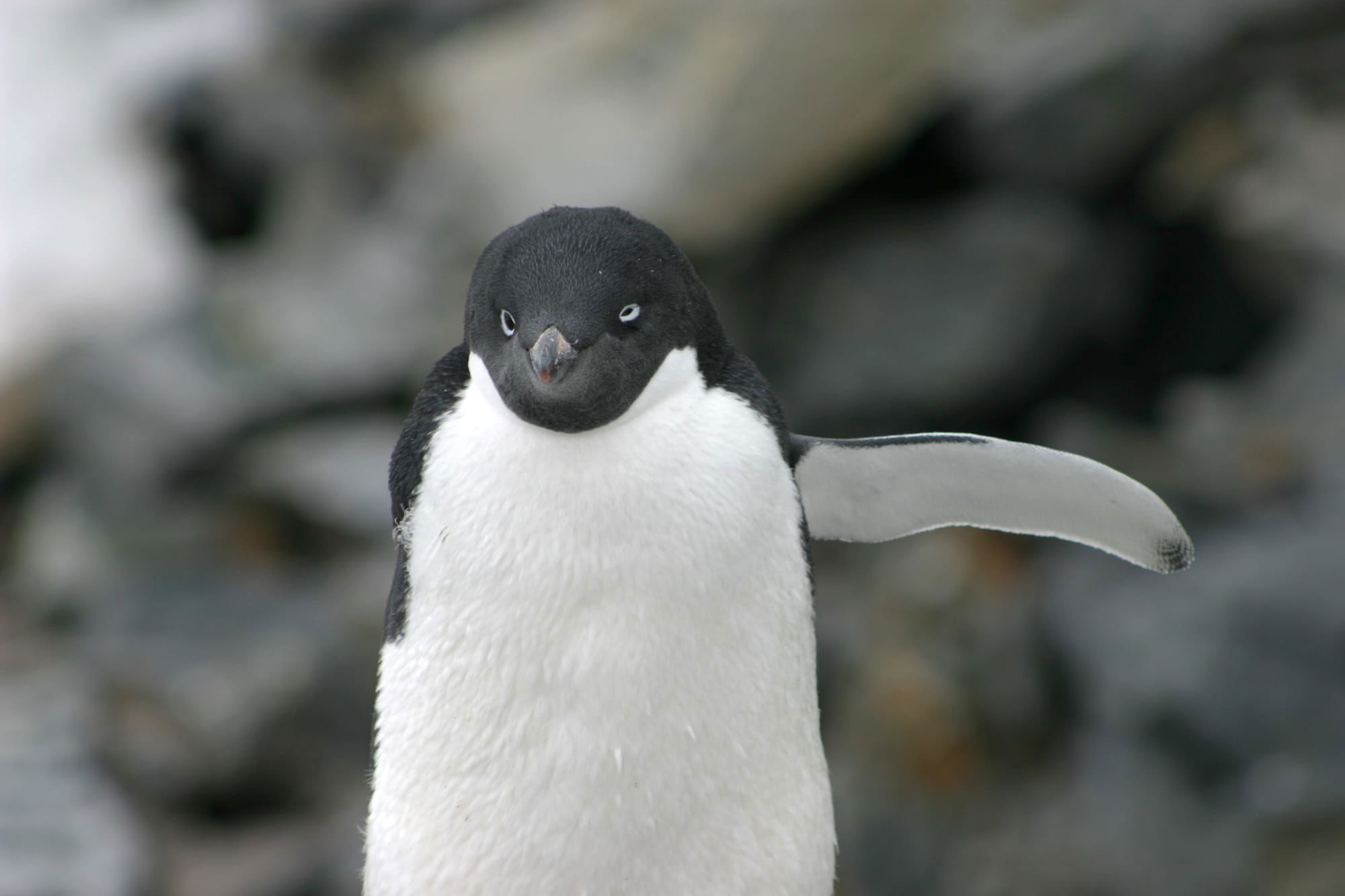 Adelie Penguin