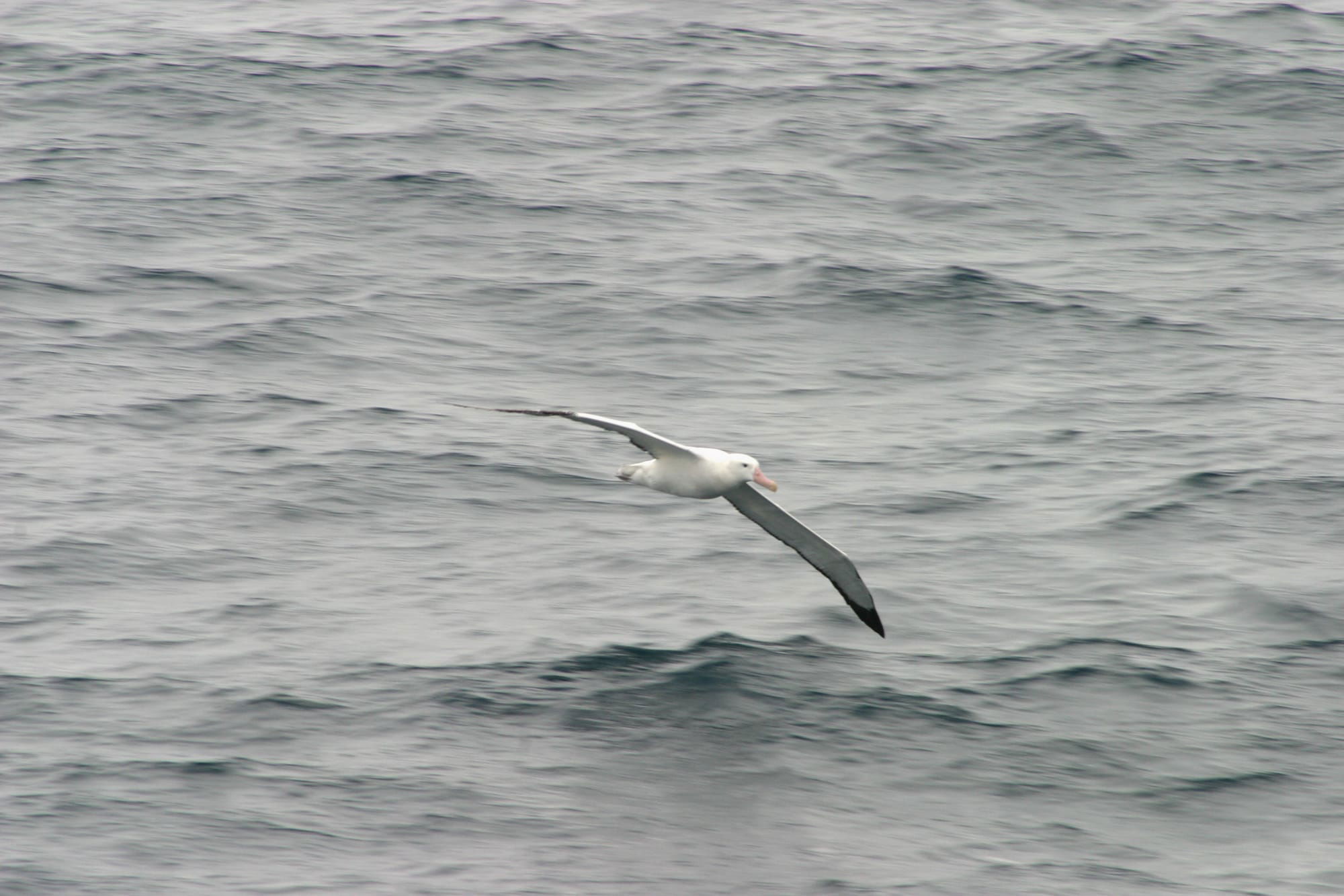 Royal Albatross