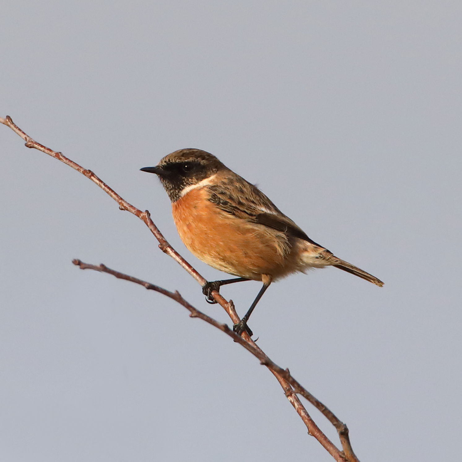 Stonechat