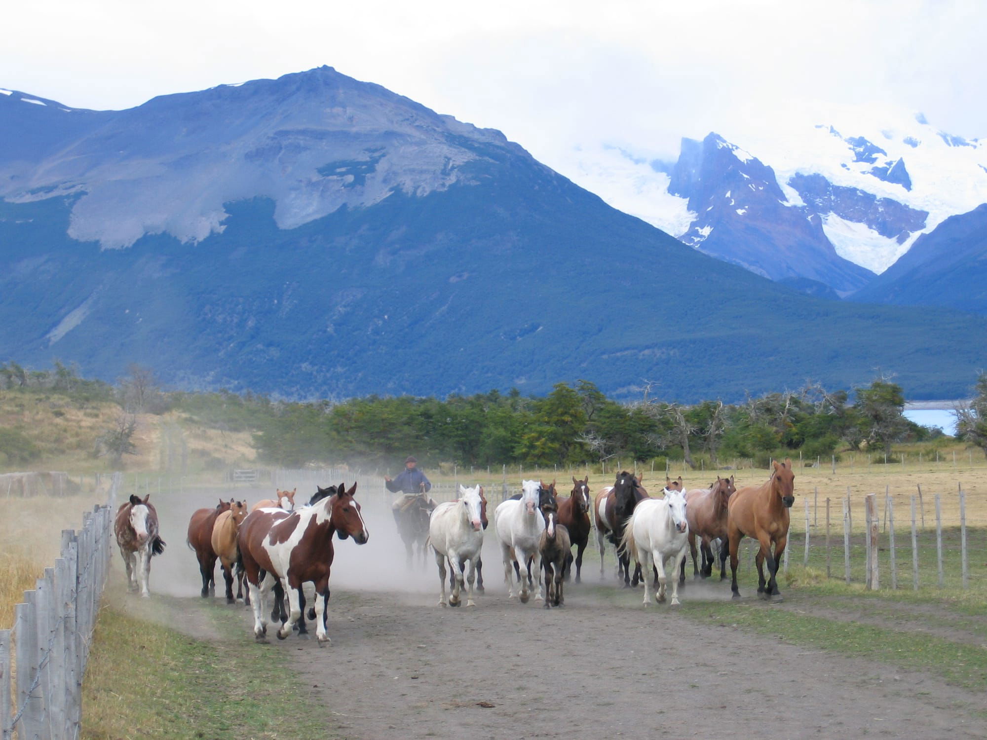 Coralling horses