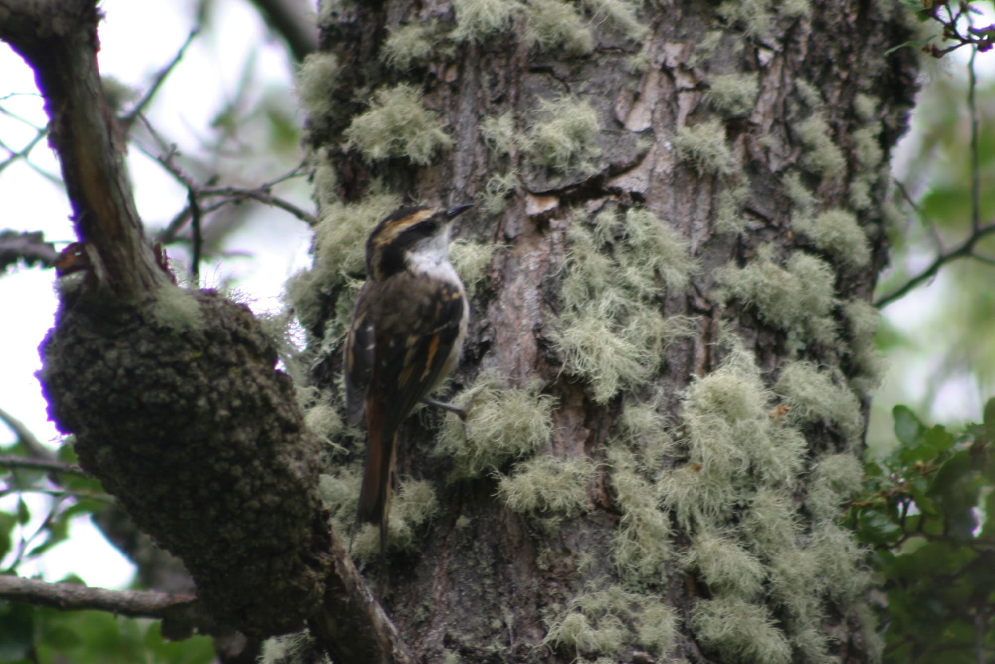 Thorn-tailed Rayadito