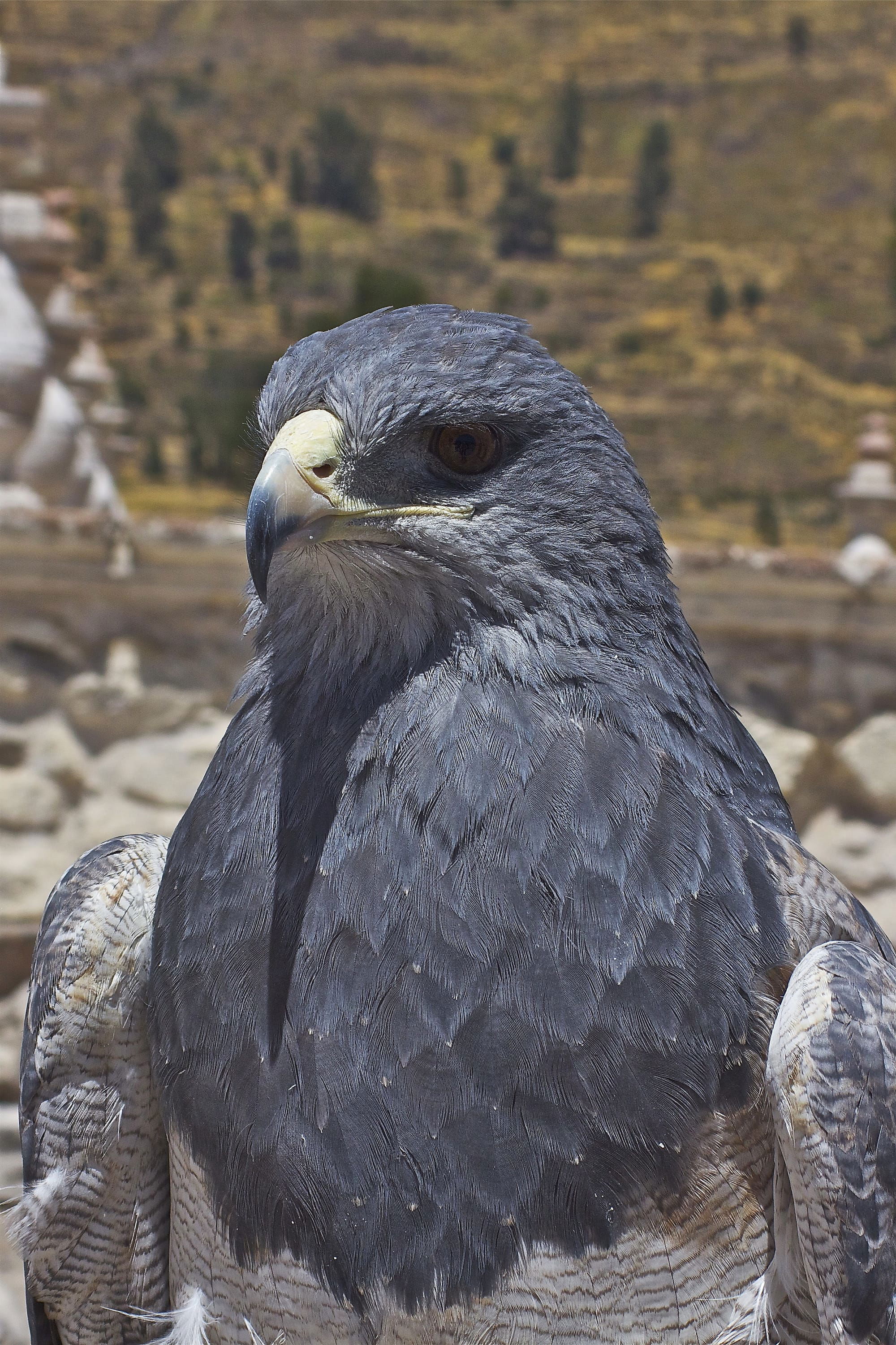 Black-chested Buzzard Eagle