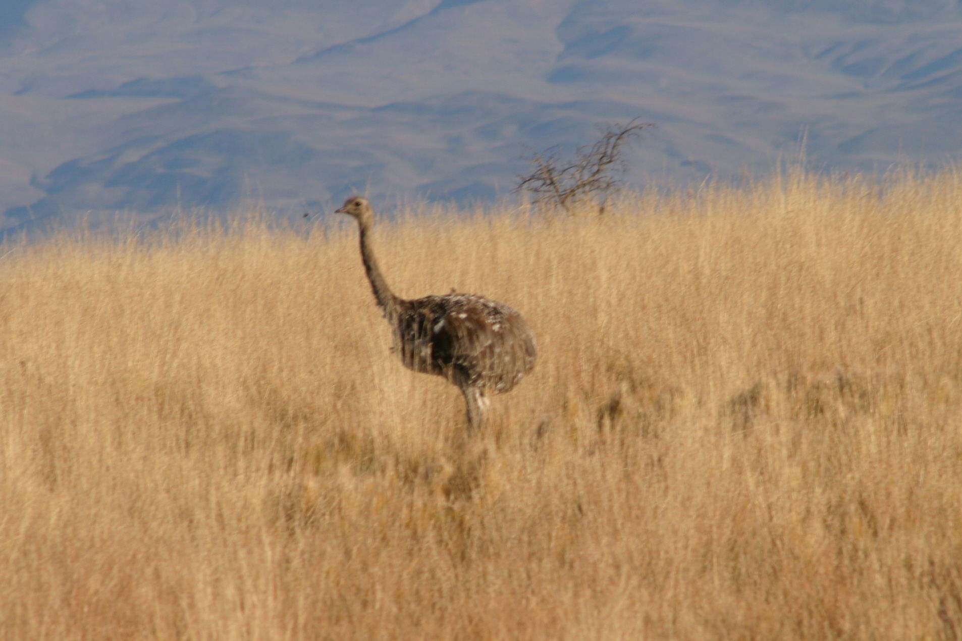 Lesser Rhea