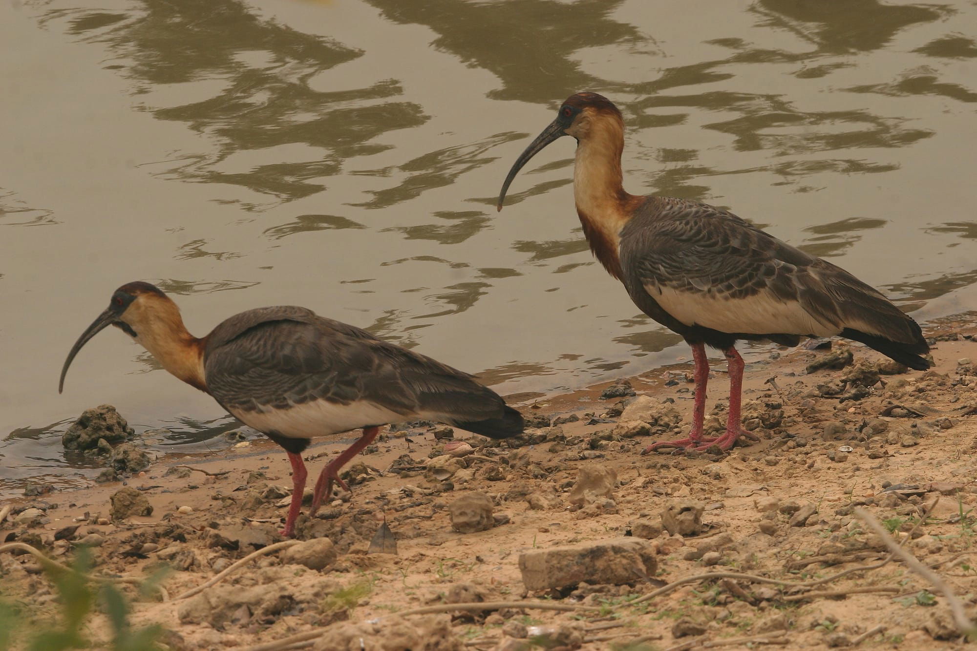 Buff-necked Ibises