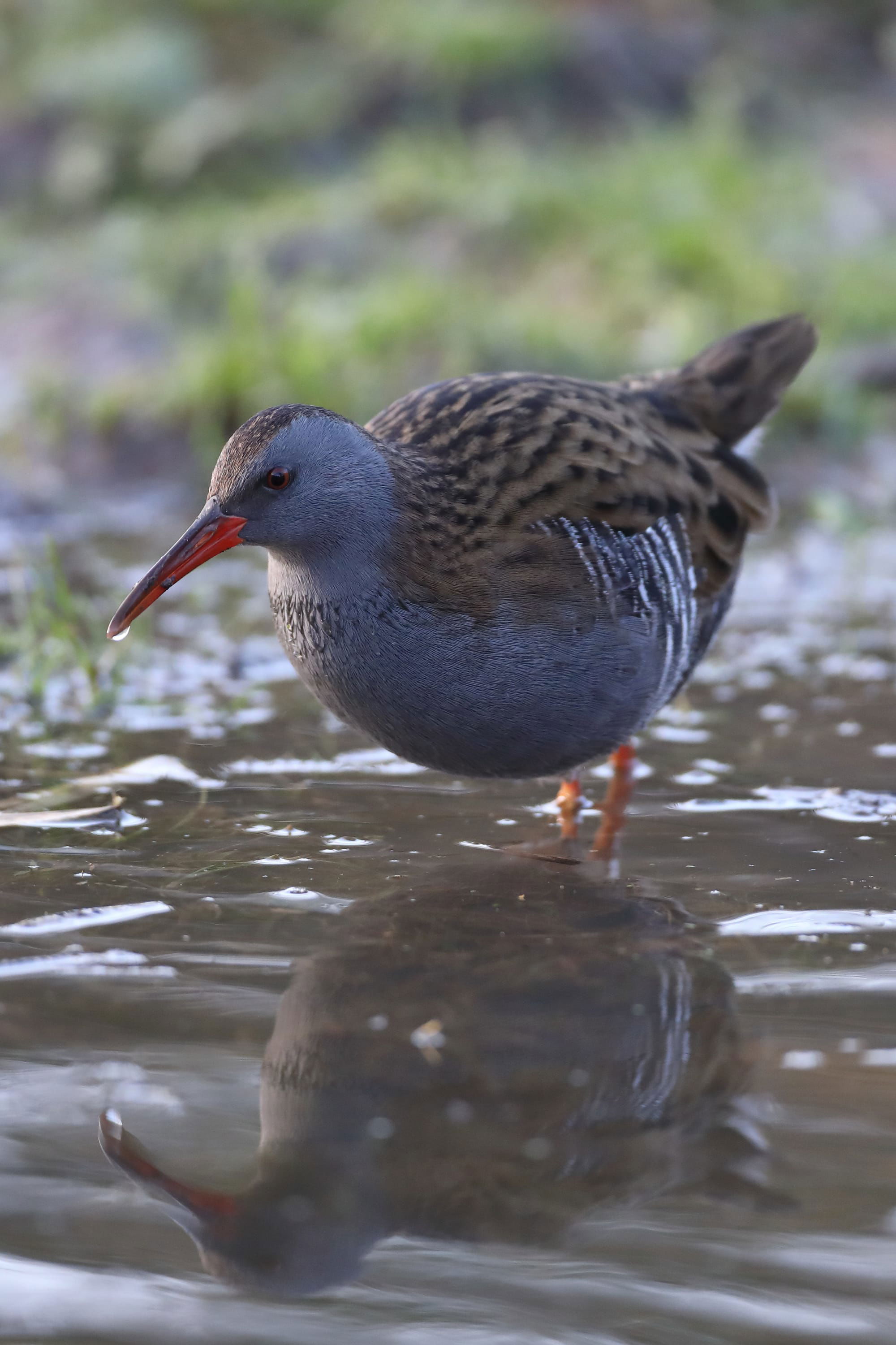 Water Rail