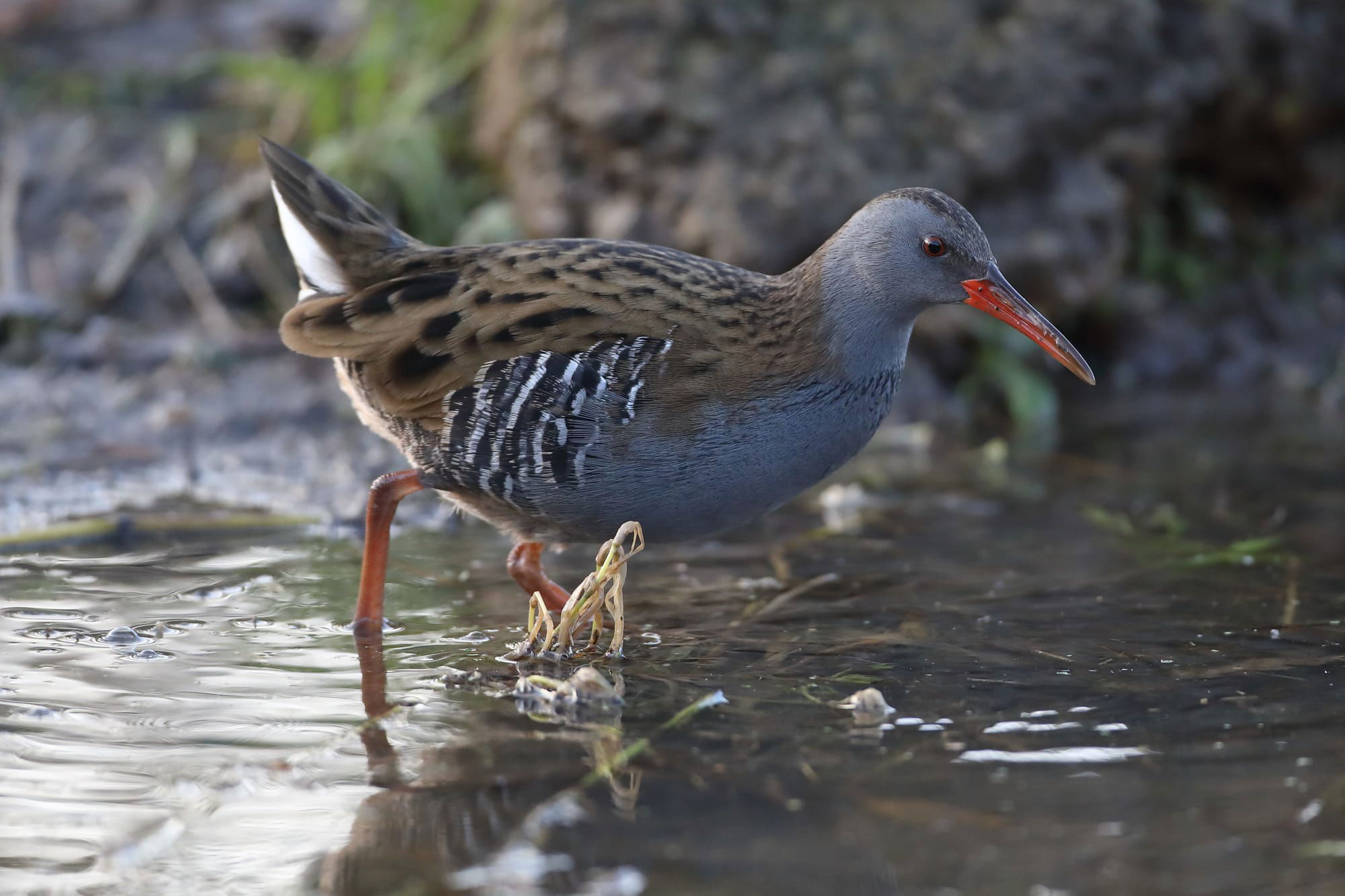 Water Rail