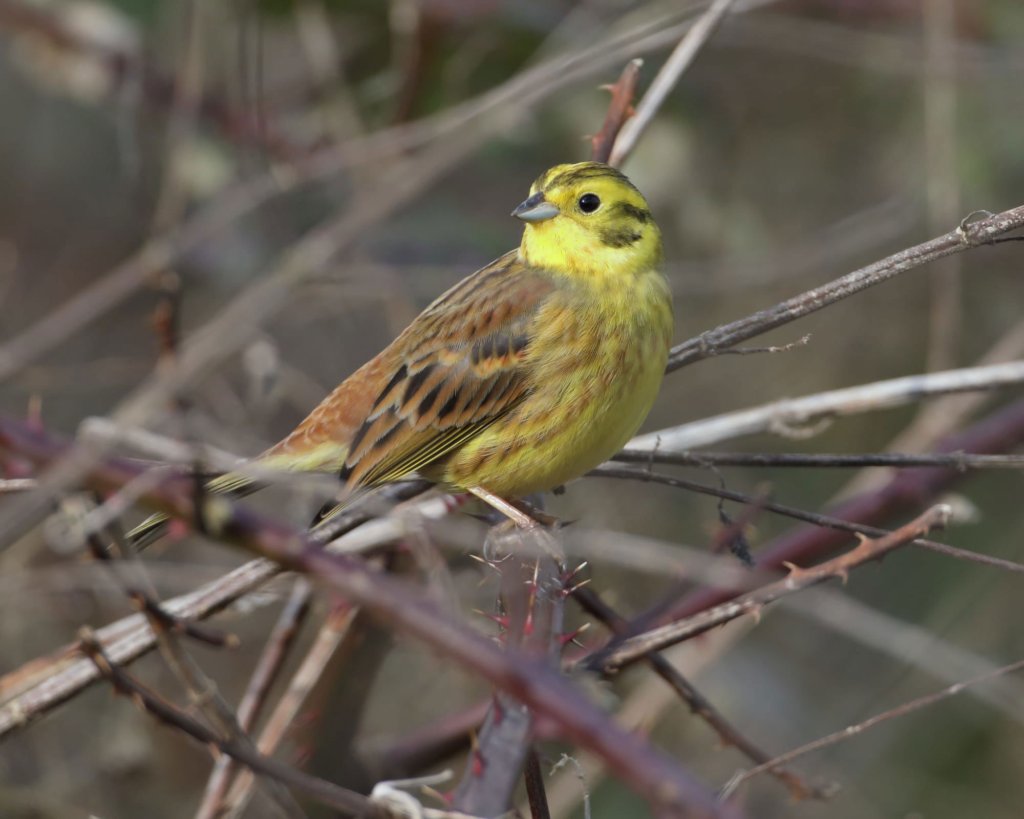 Yellowhammer