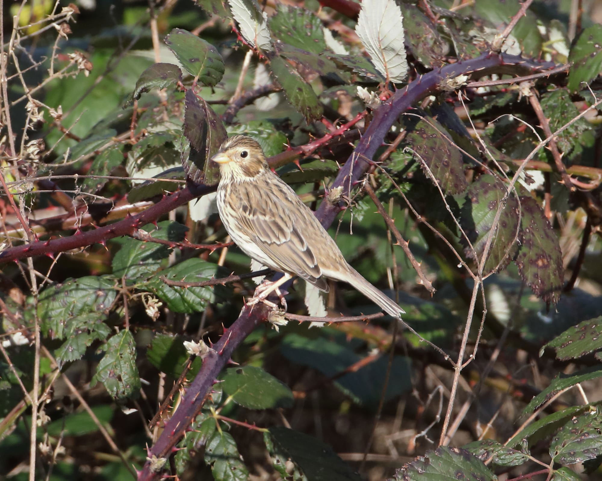 Corn Bunting