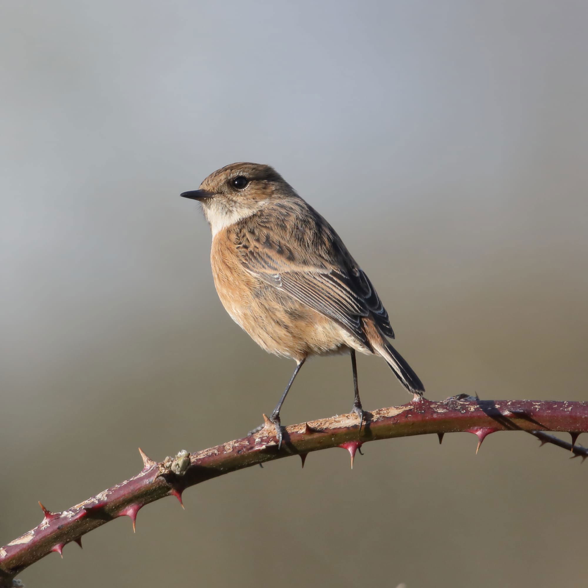 Stonechat