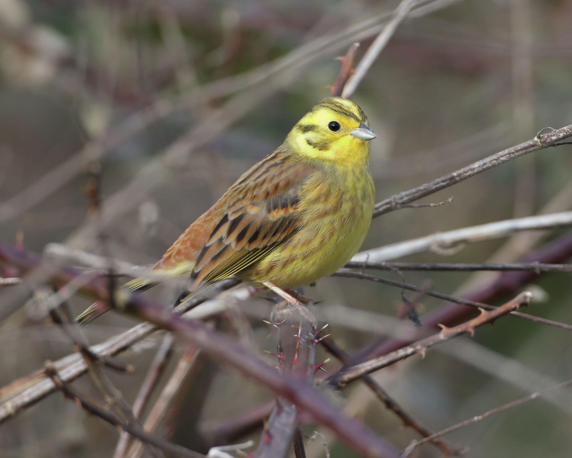 Yellowhammer