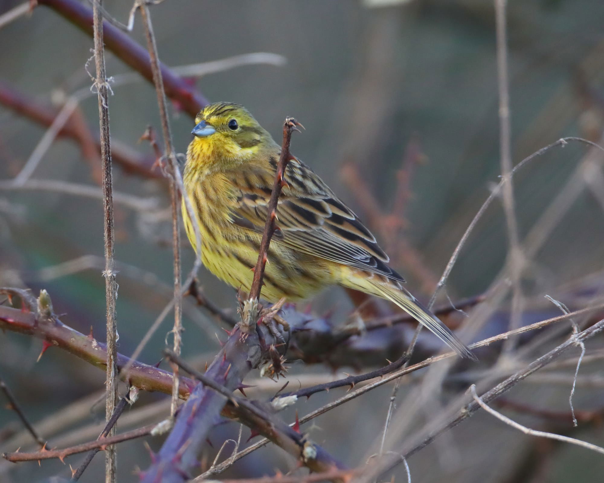 Yellowhammer