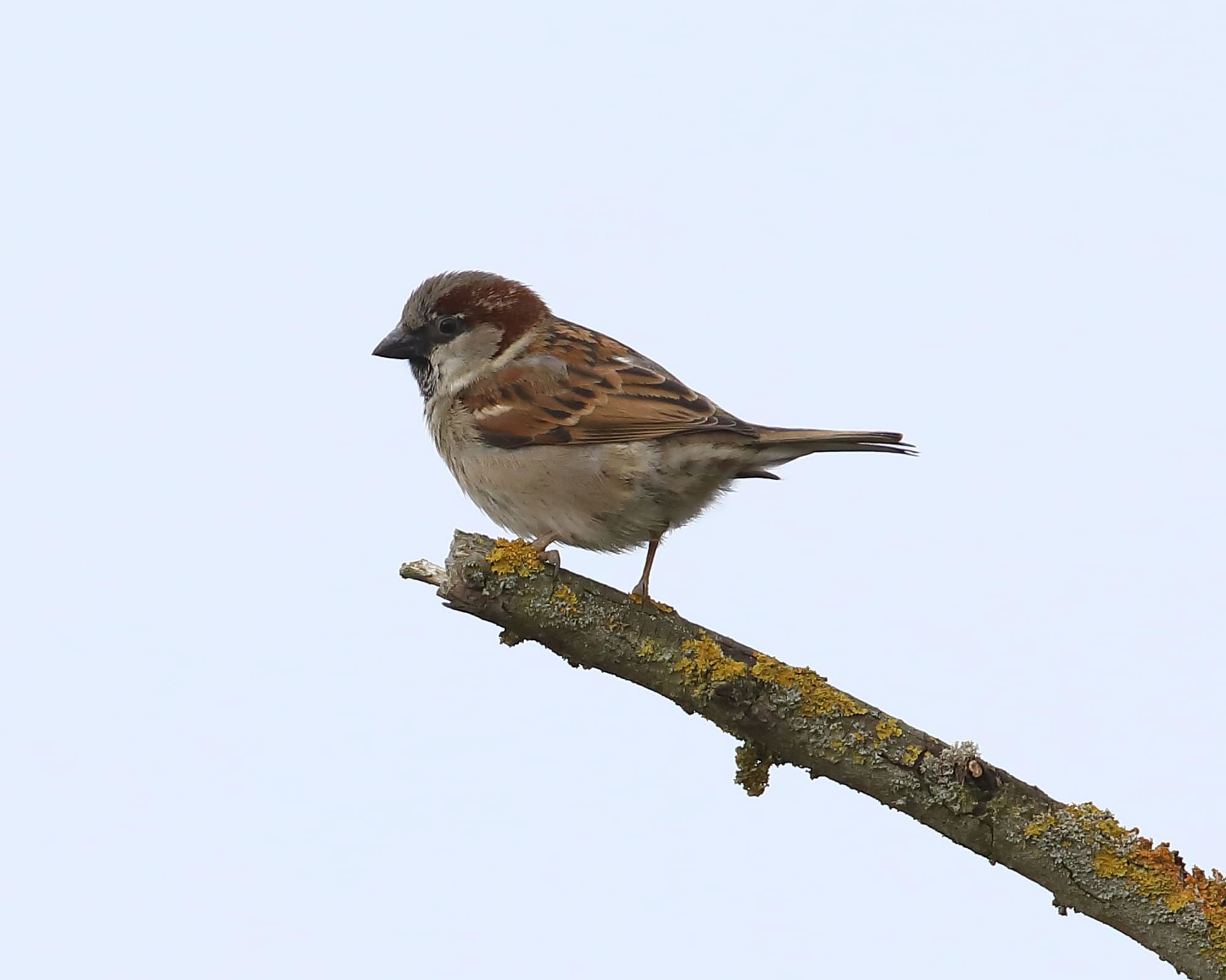 House Sparrow