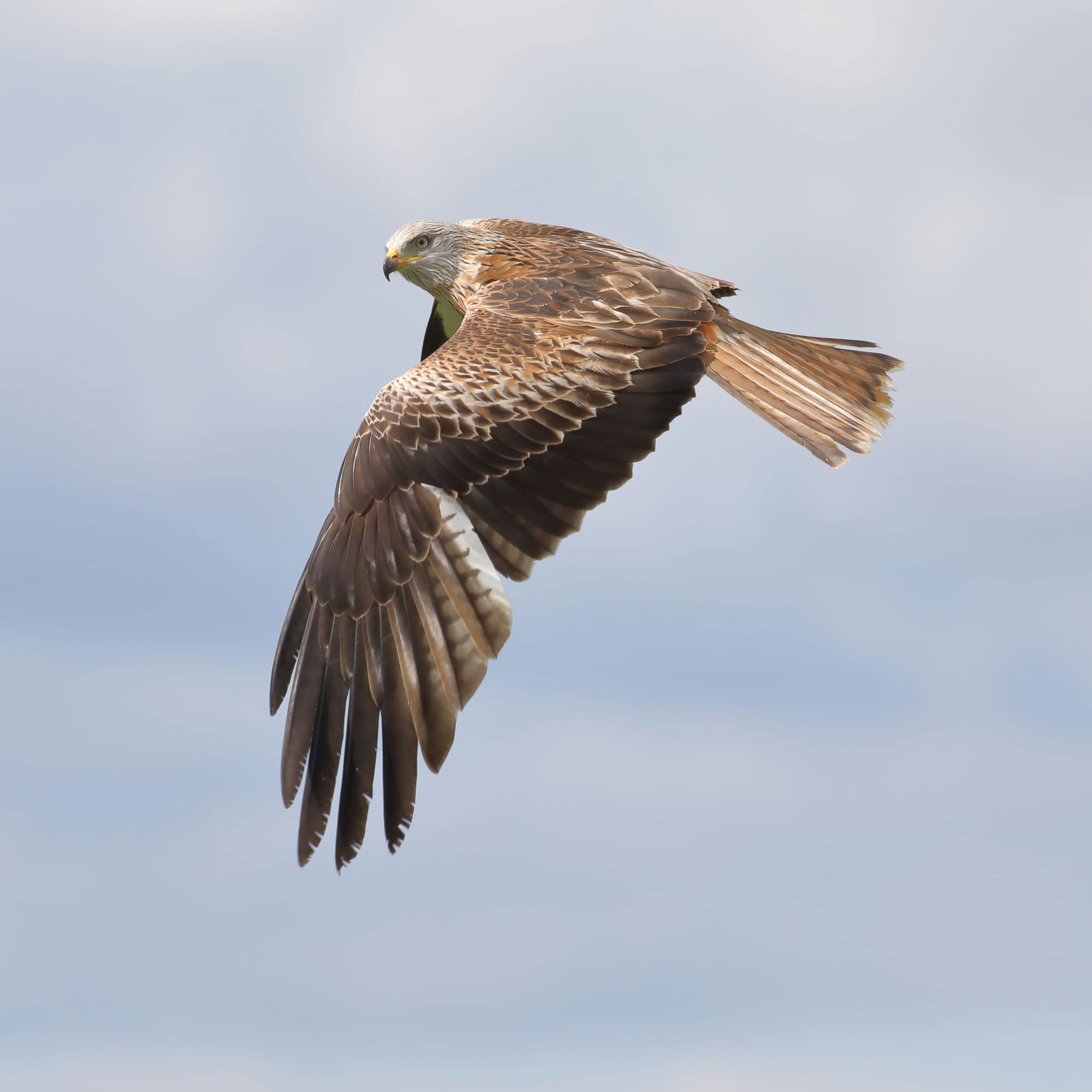 Red Kite