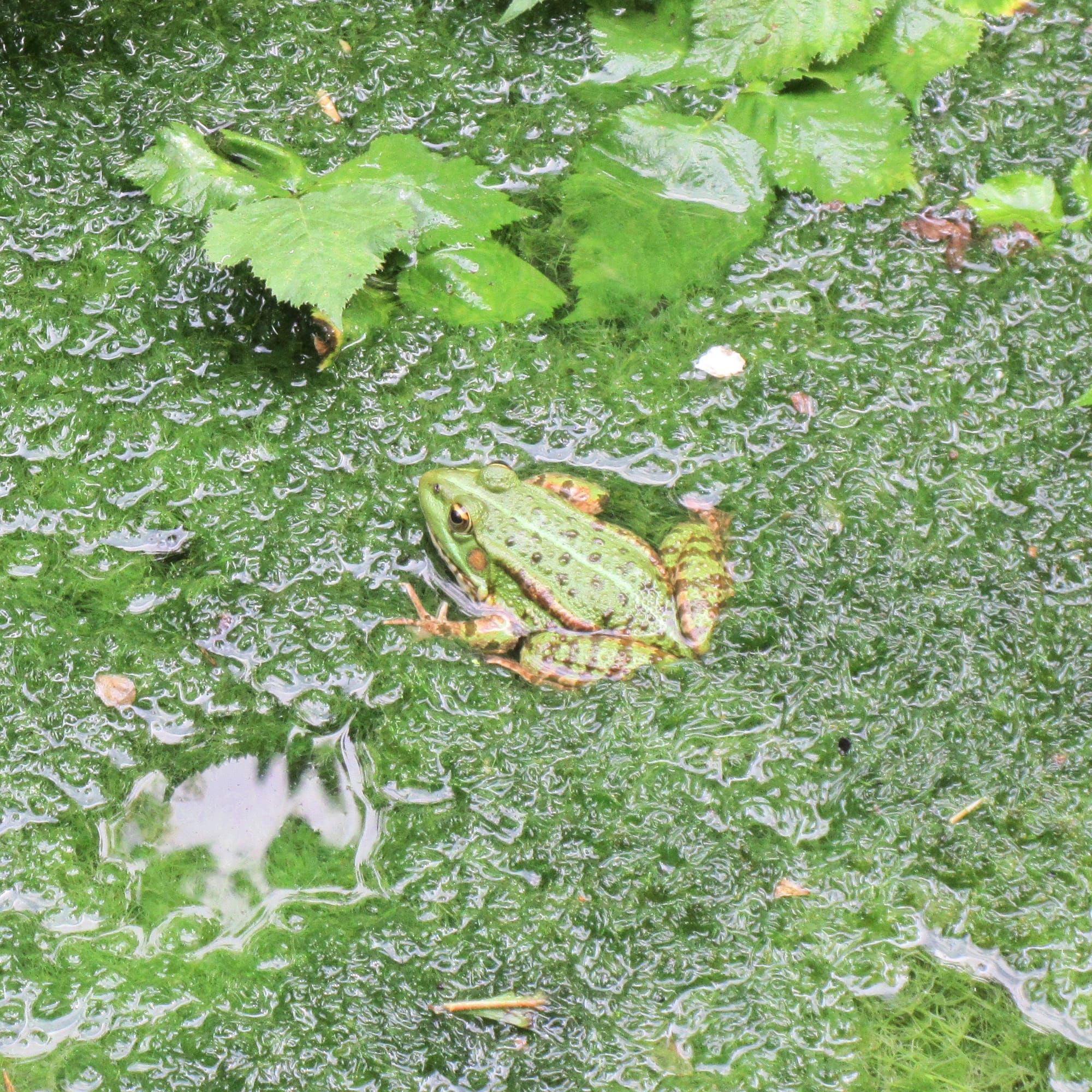 Pool Frog