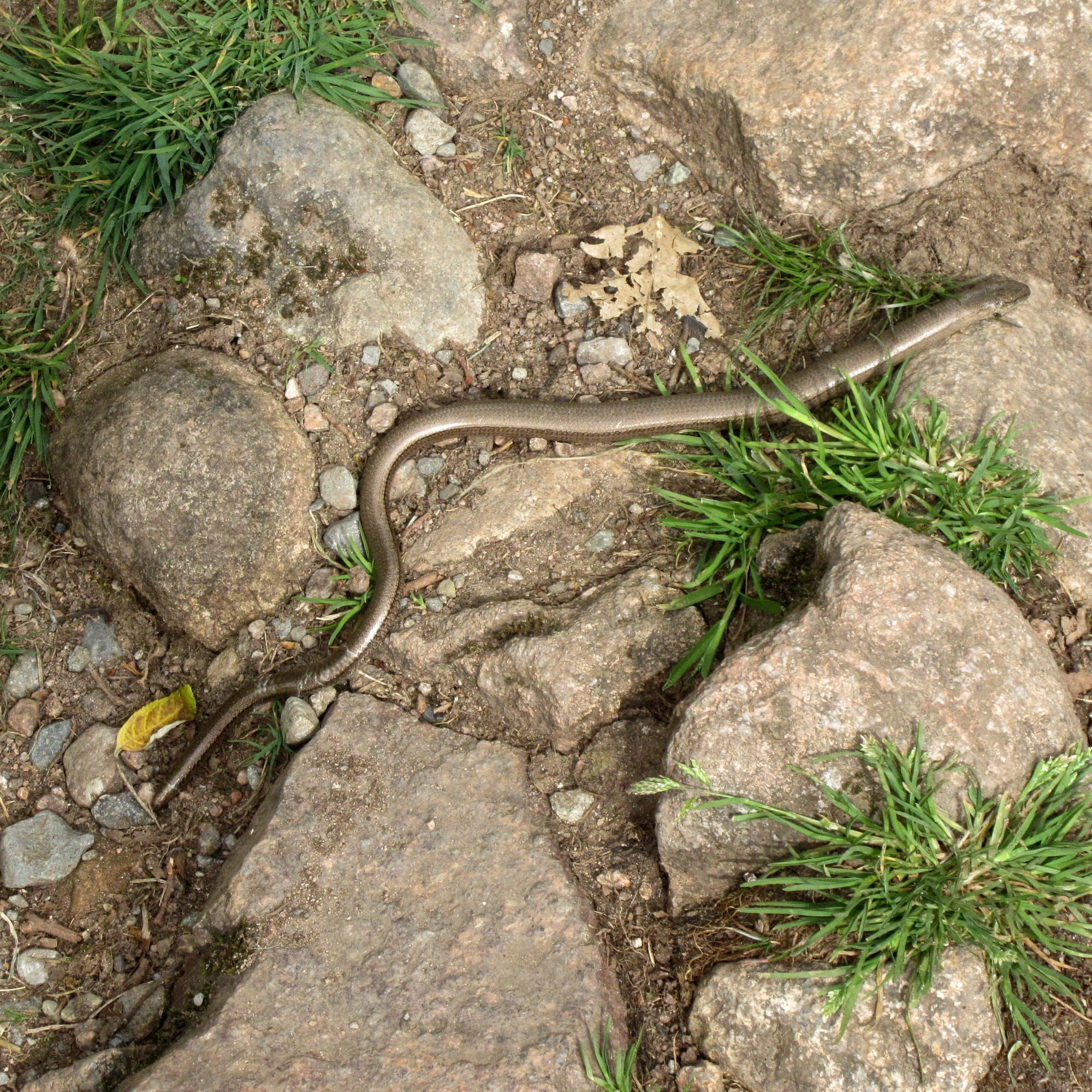 Slow Worm