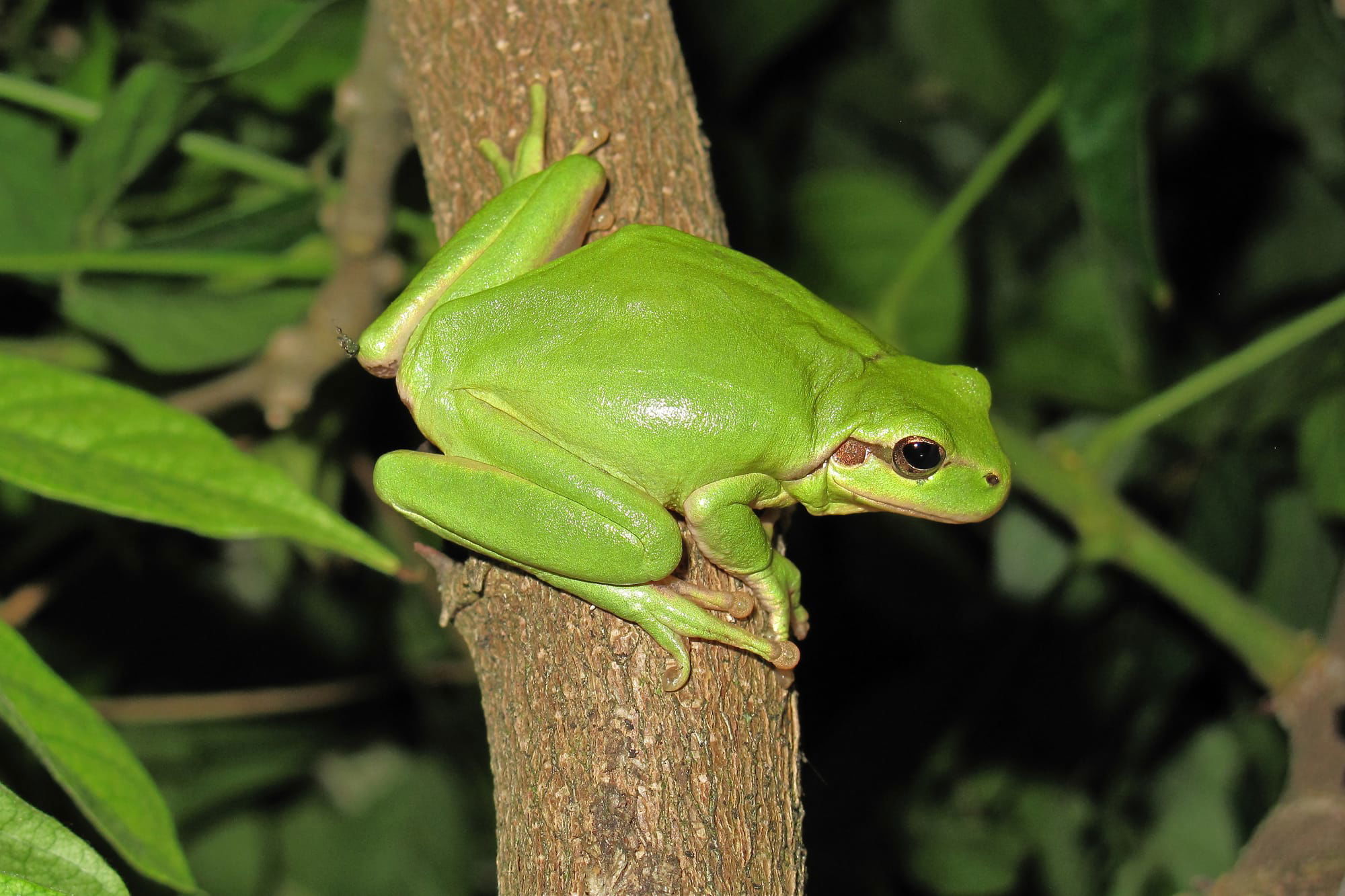 Stripeless Tree Frog