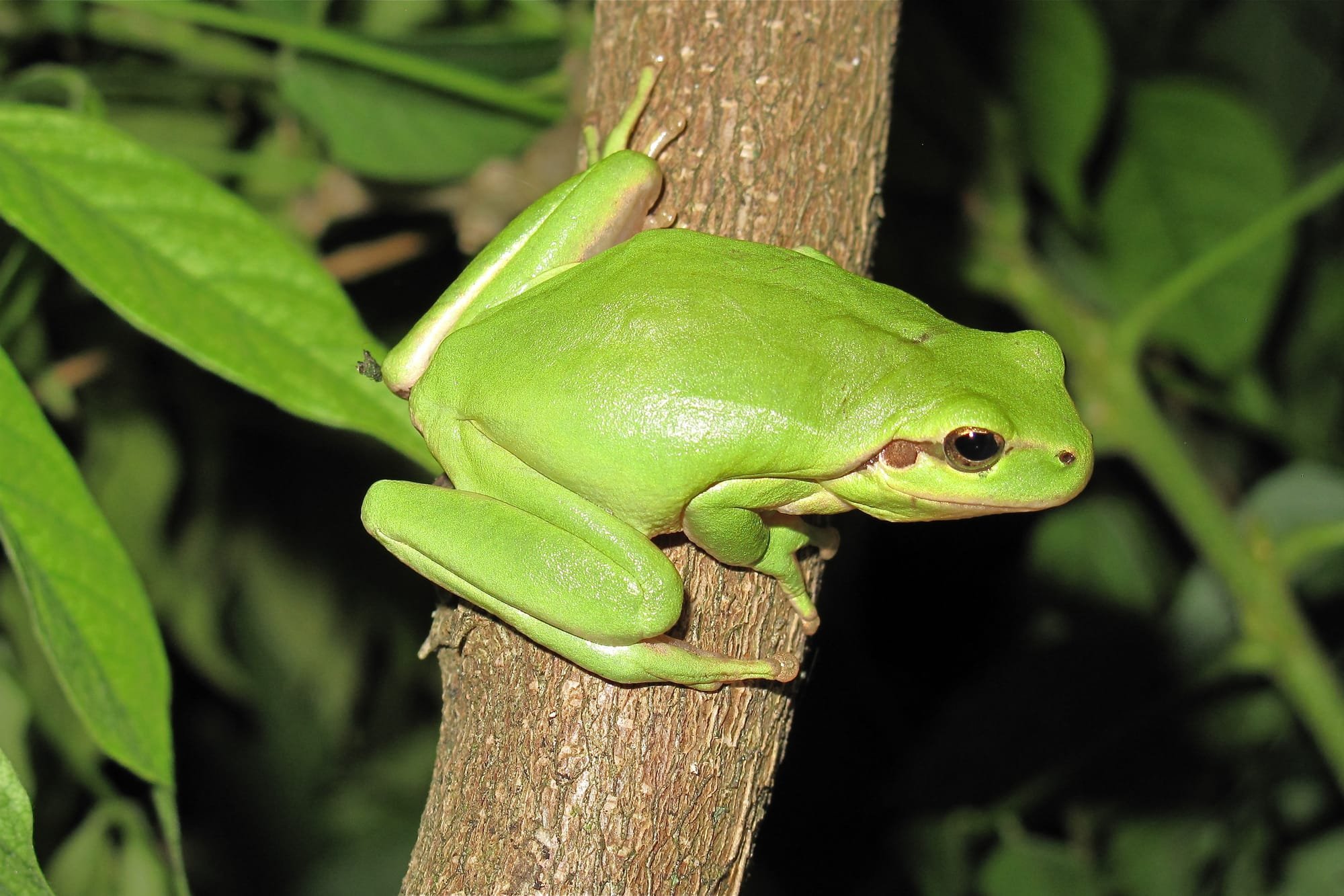 Stripeless Tree Frog