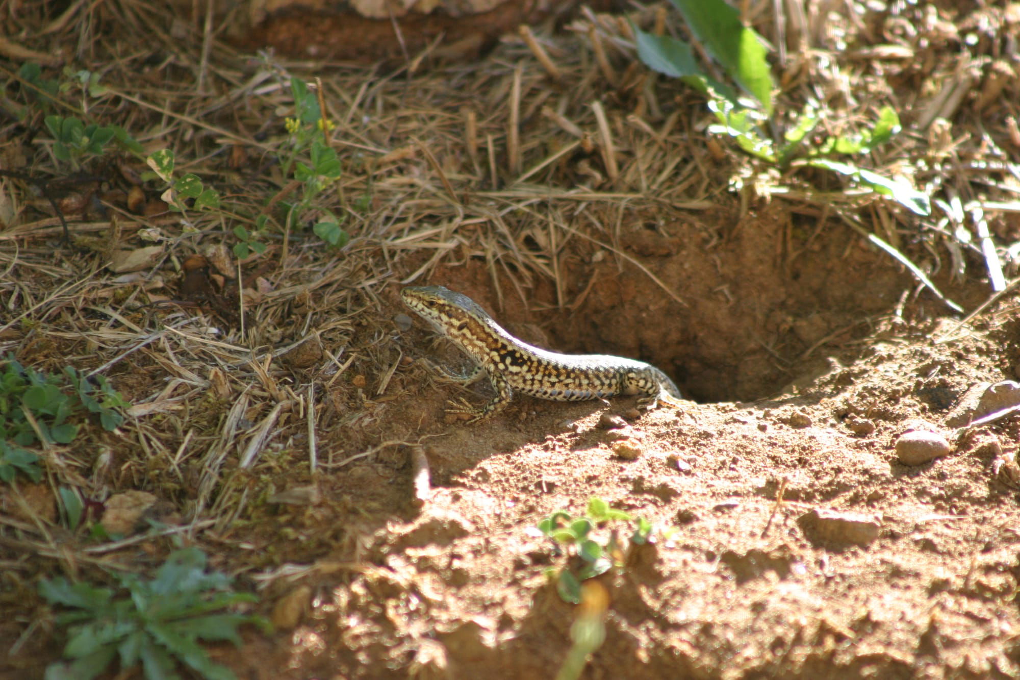 Wall Lizard