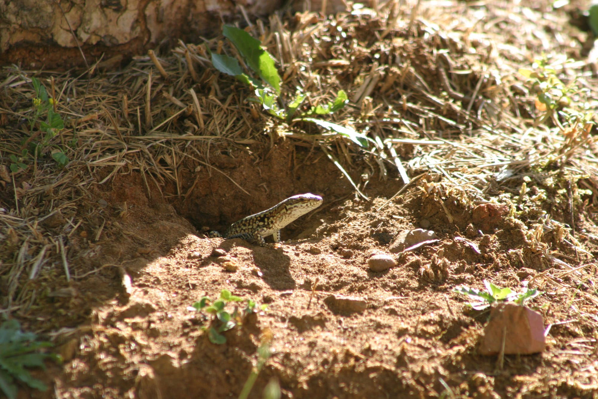 Wall Lizard