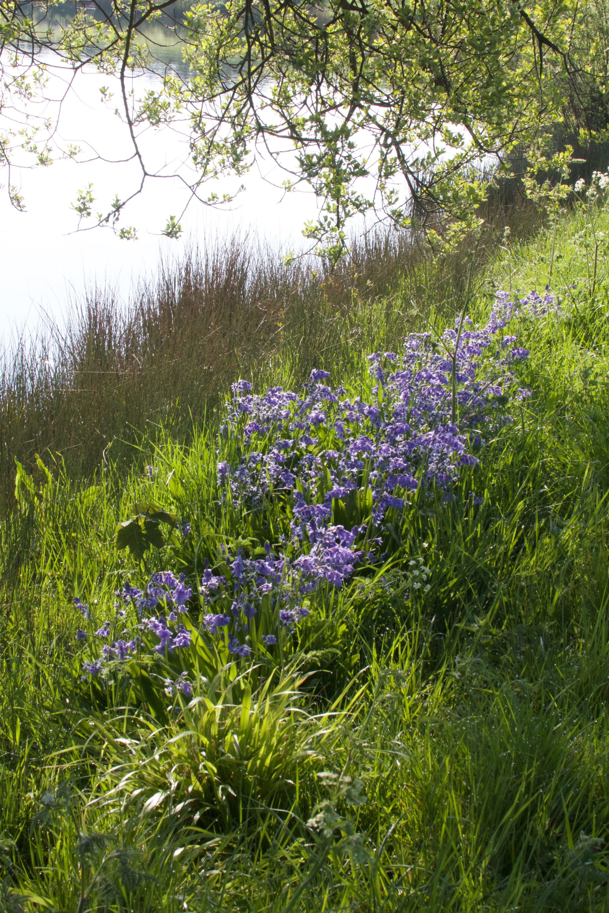 Bluebells