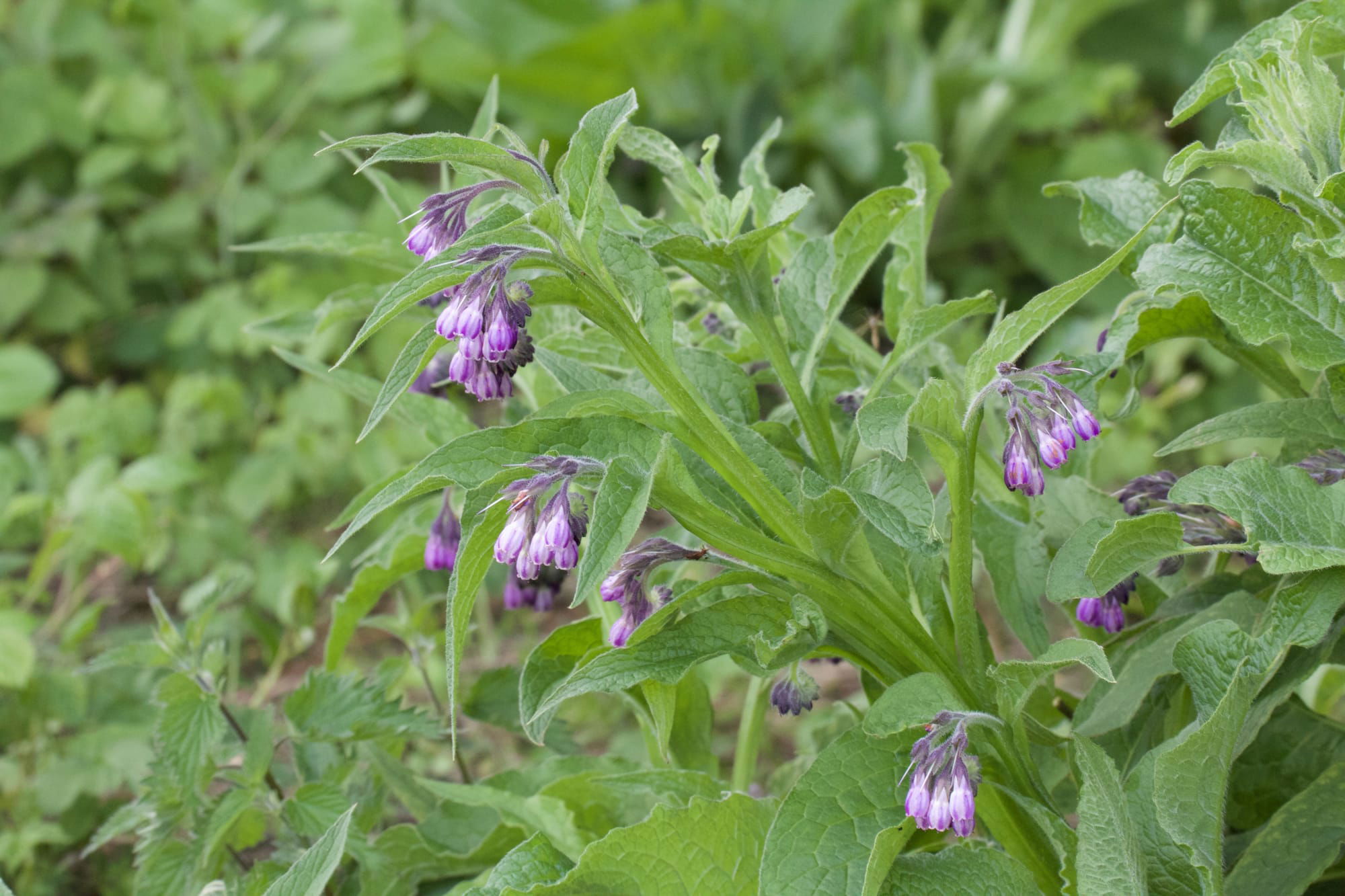 Comfrey