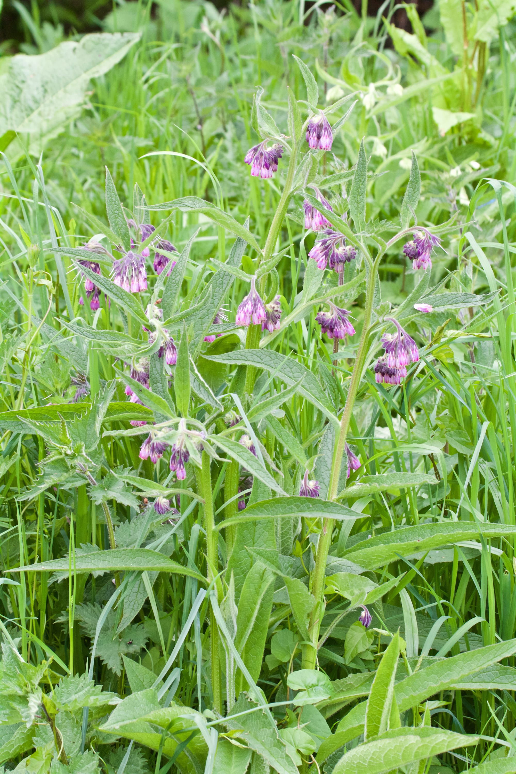 Comfrey