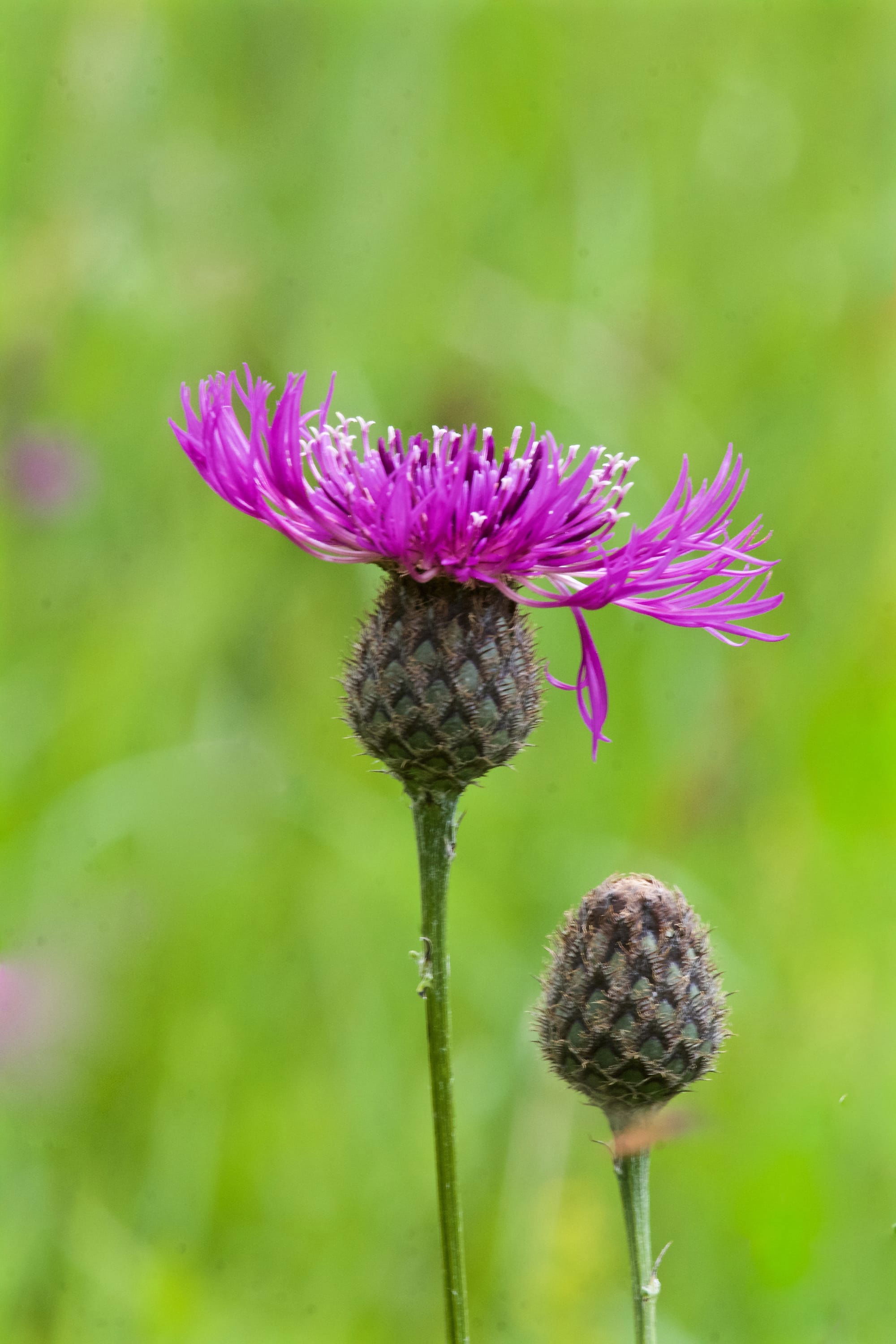 Common Knapweed