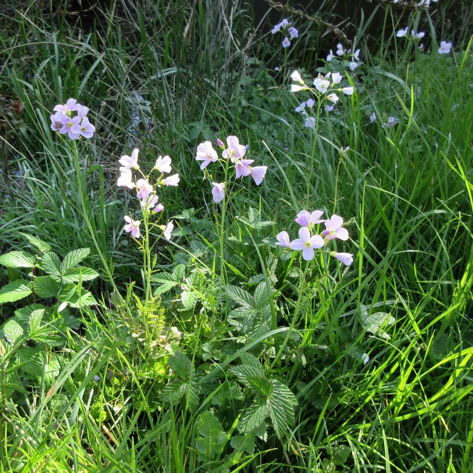 Cuckoo Flower