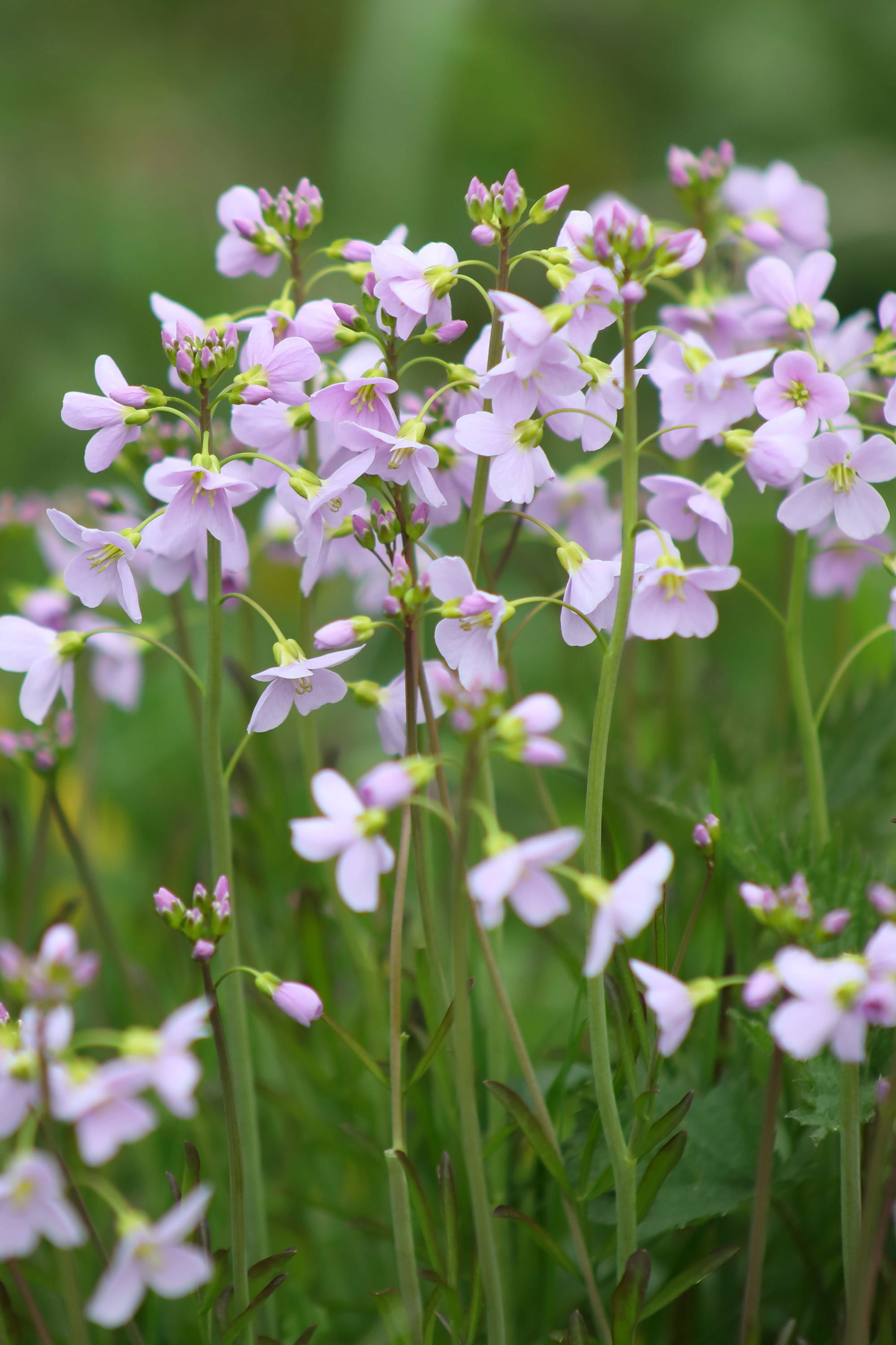 Cuckoo Flower