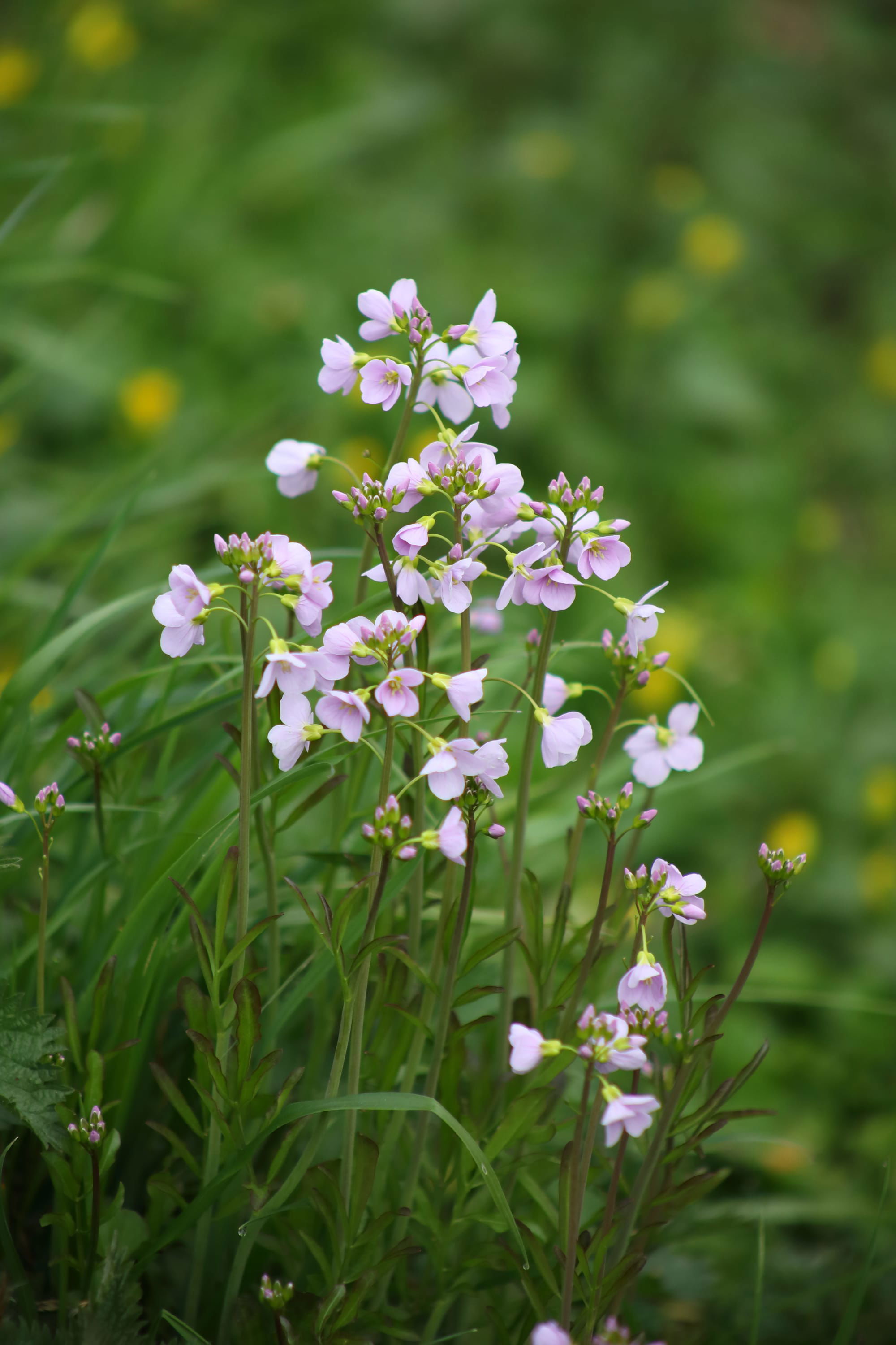 Cuckoo Flower