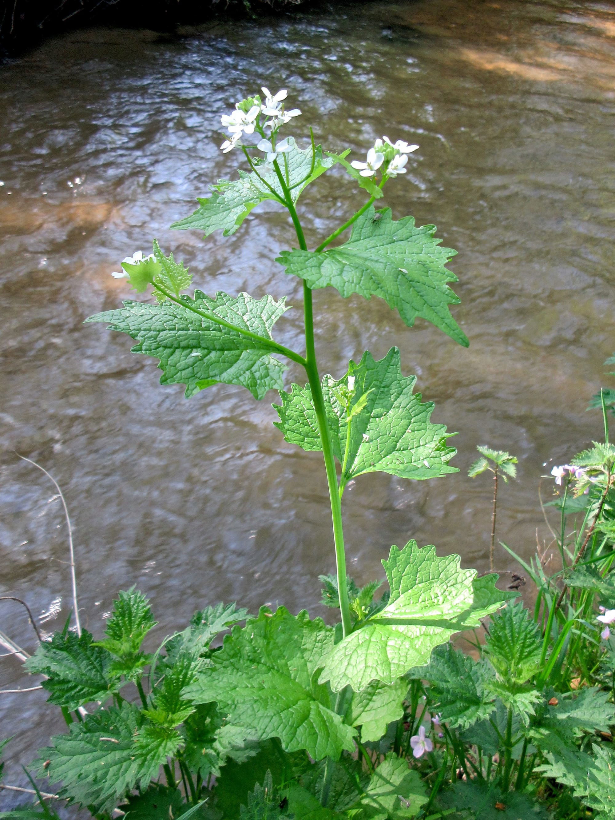 Garlic Mustard