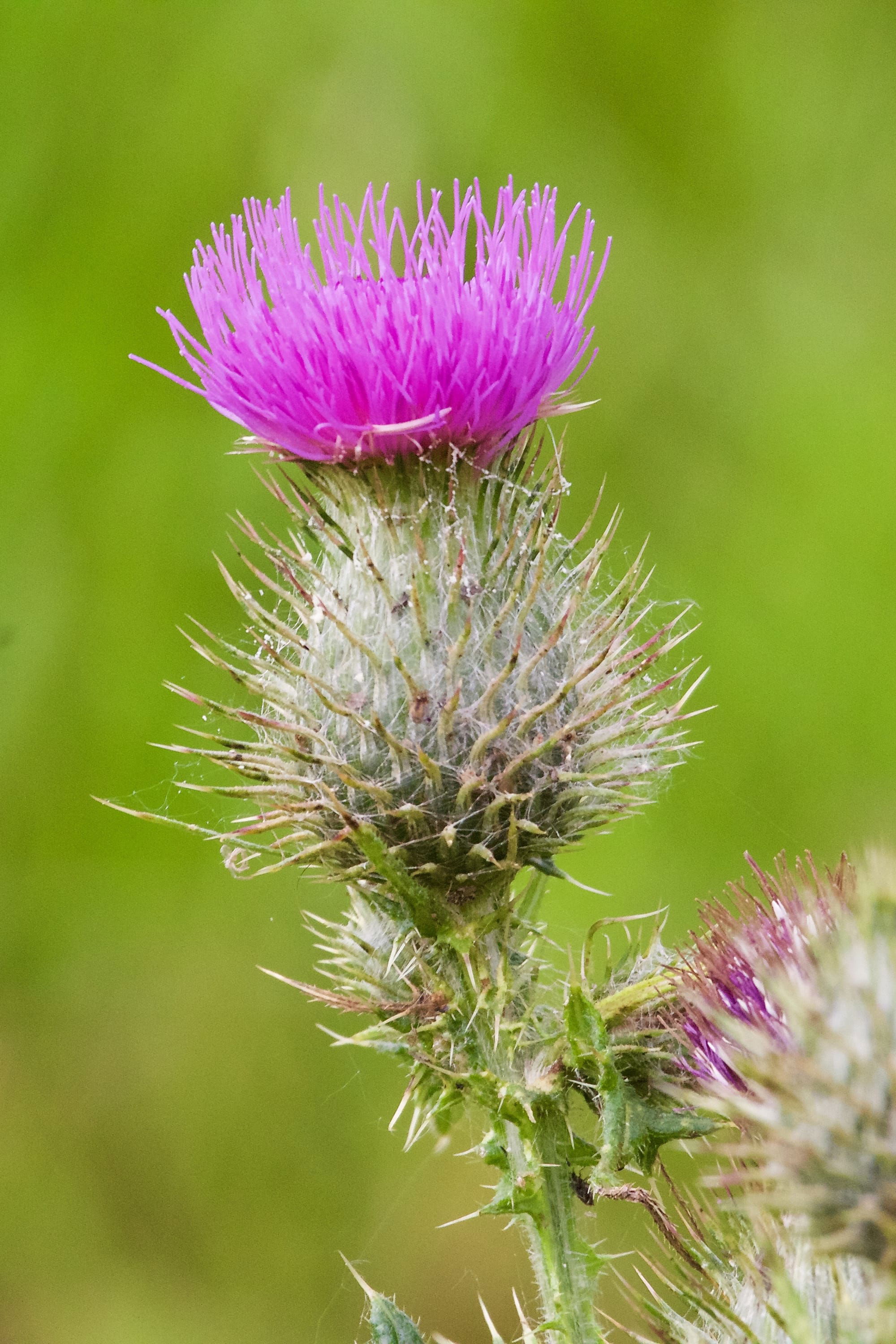 Meadow Thistle