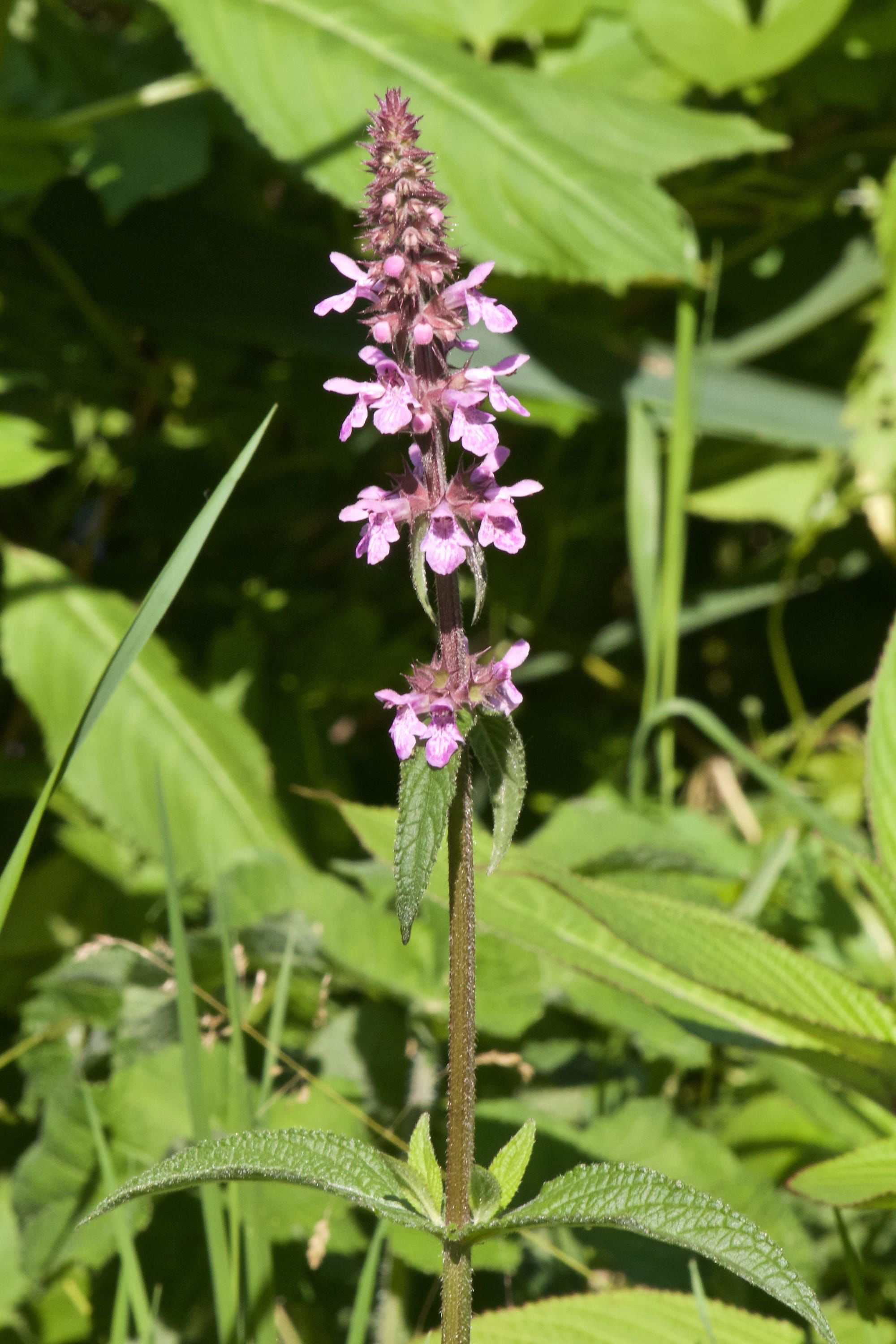 Purple Loosestrife