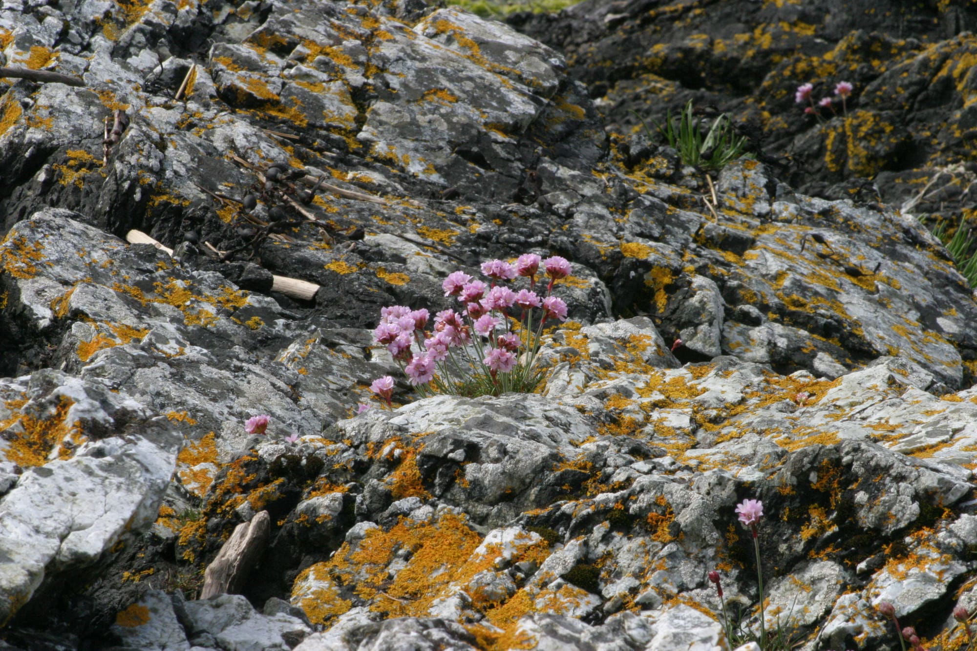 Sea Pinks