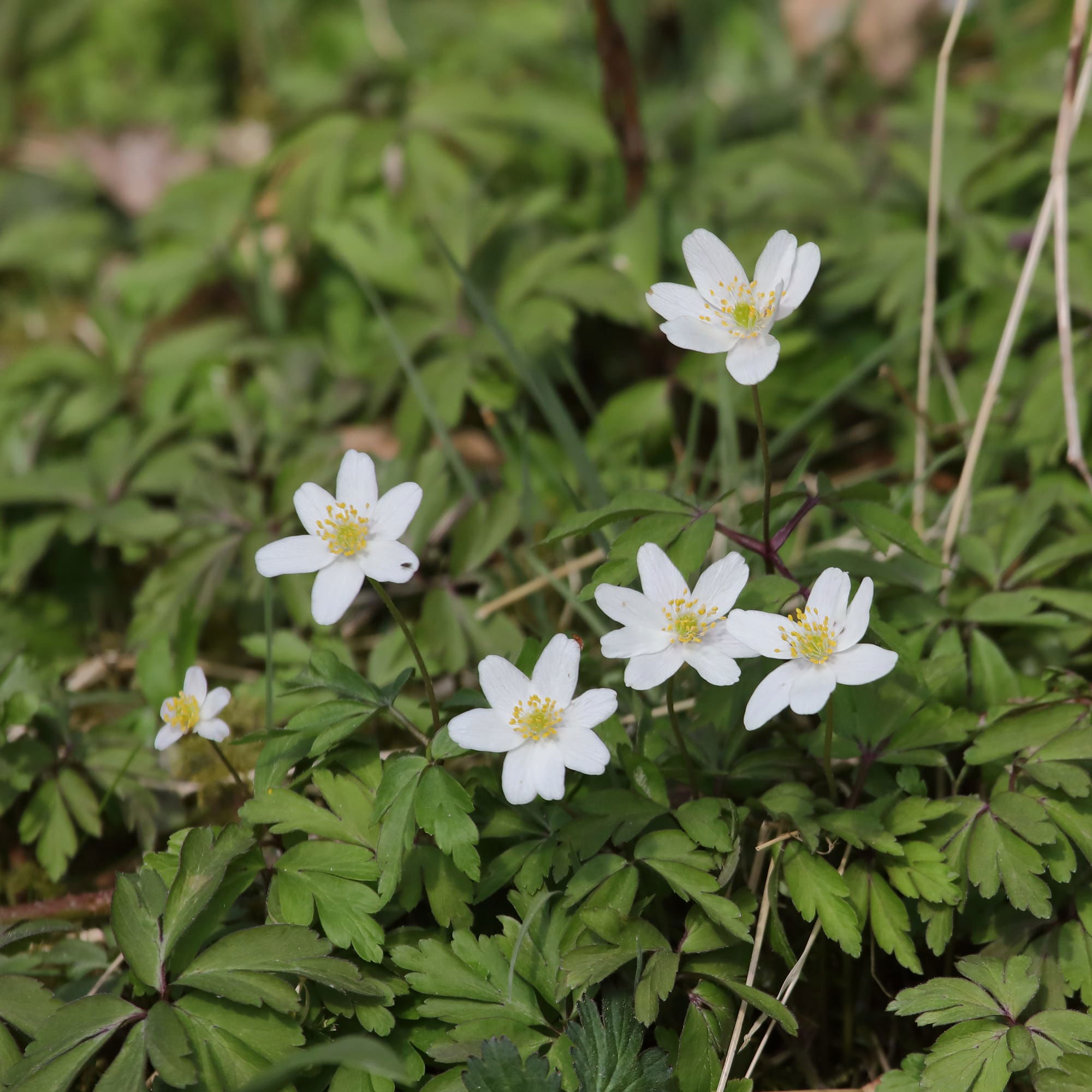 Wood Anenome