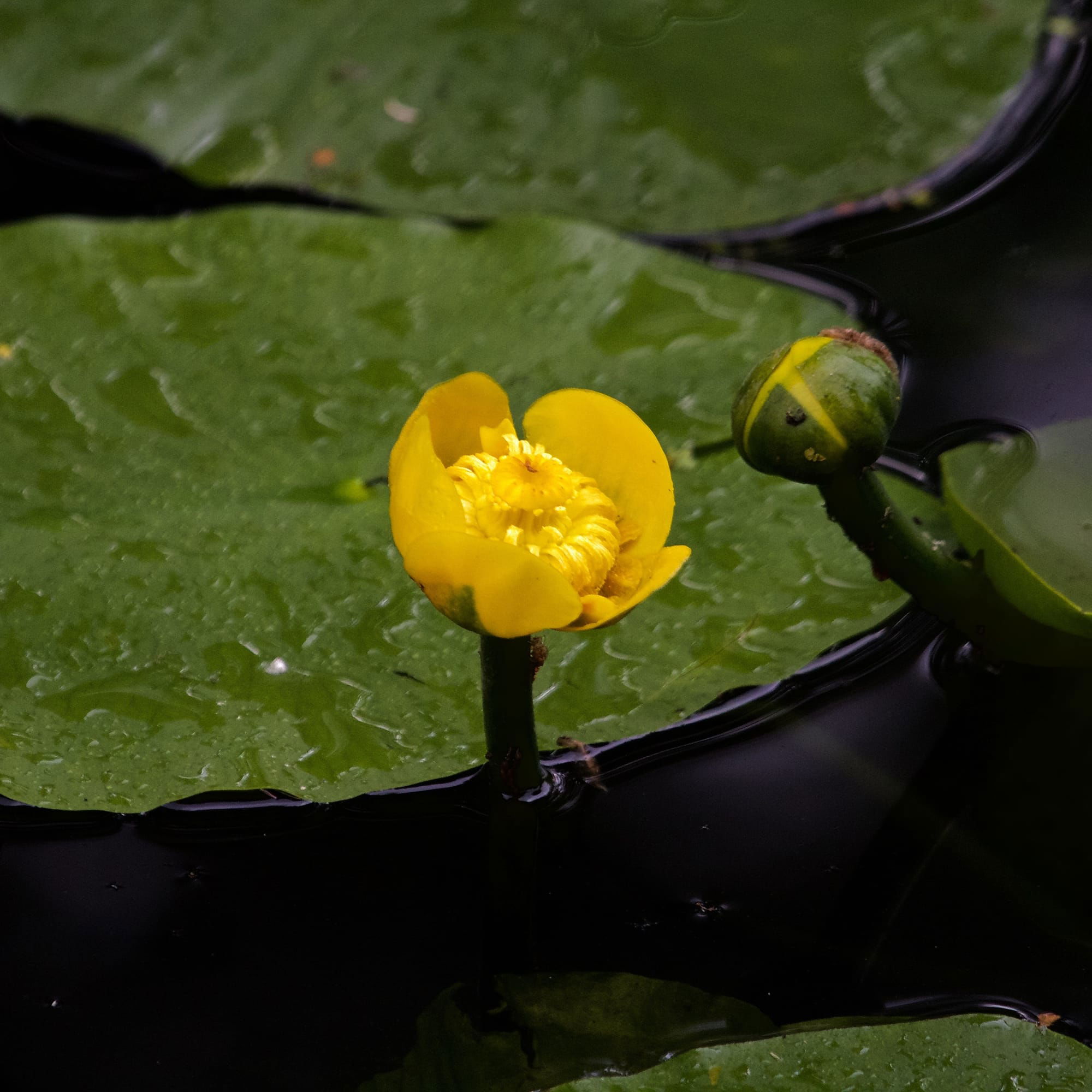 Yellow Waterlily