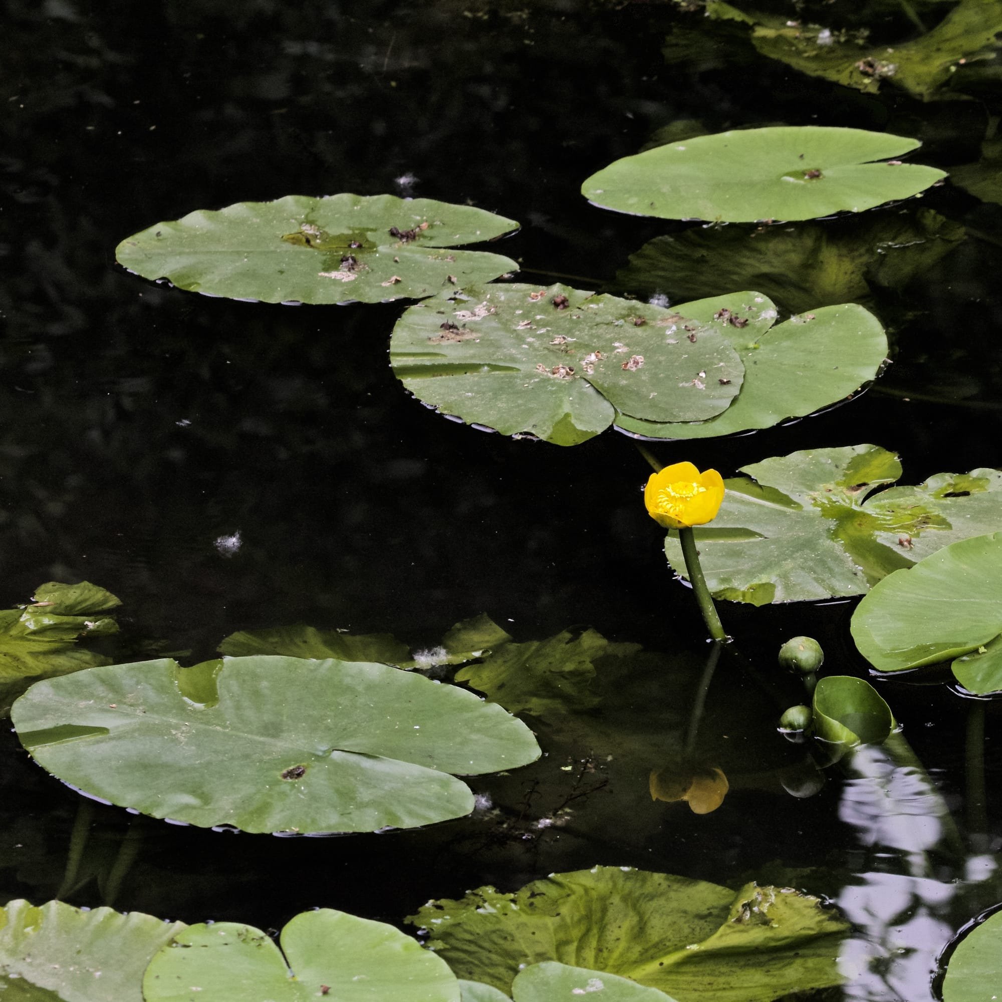Yellow Waterlily